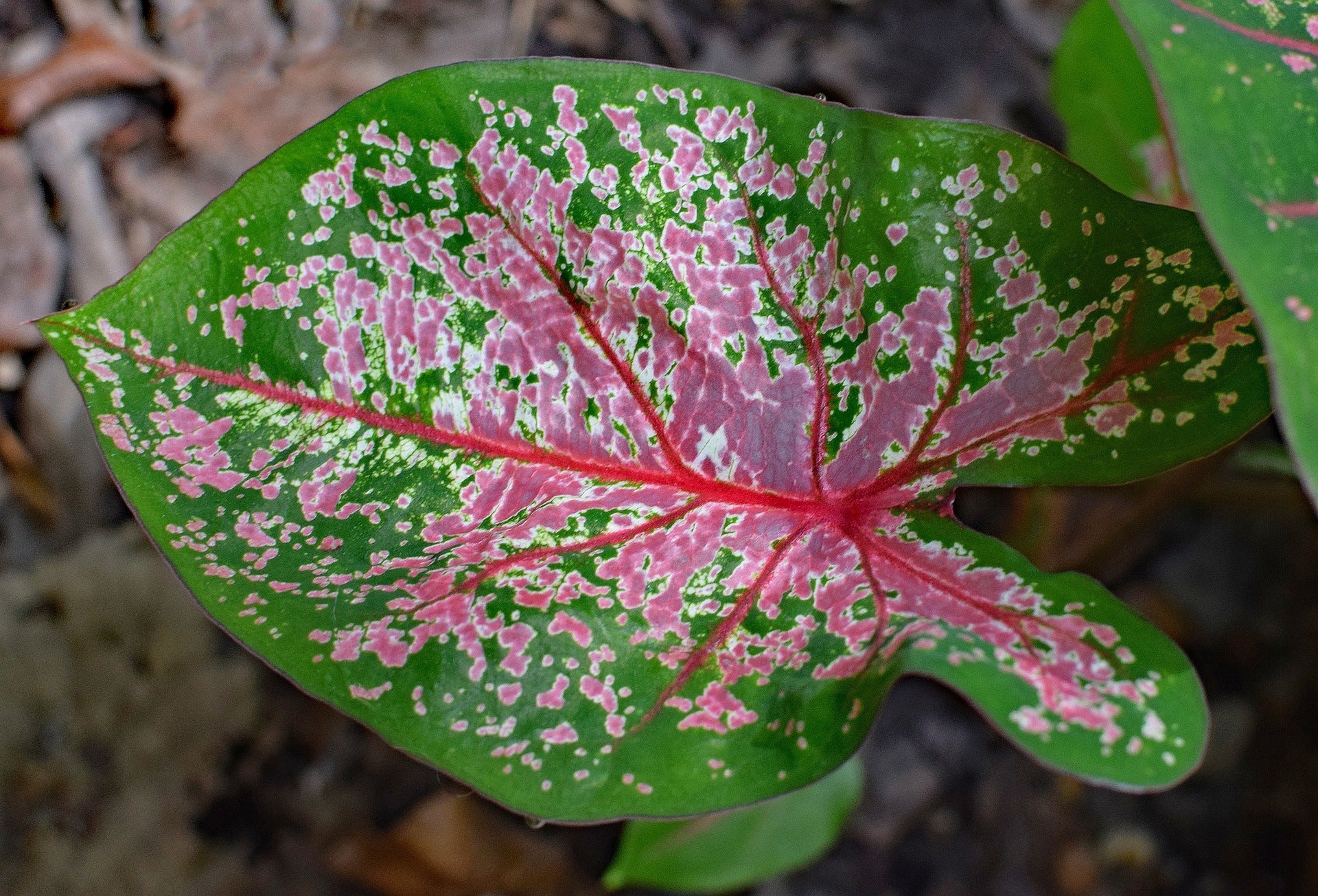 Caladium Bulbs