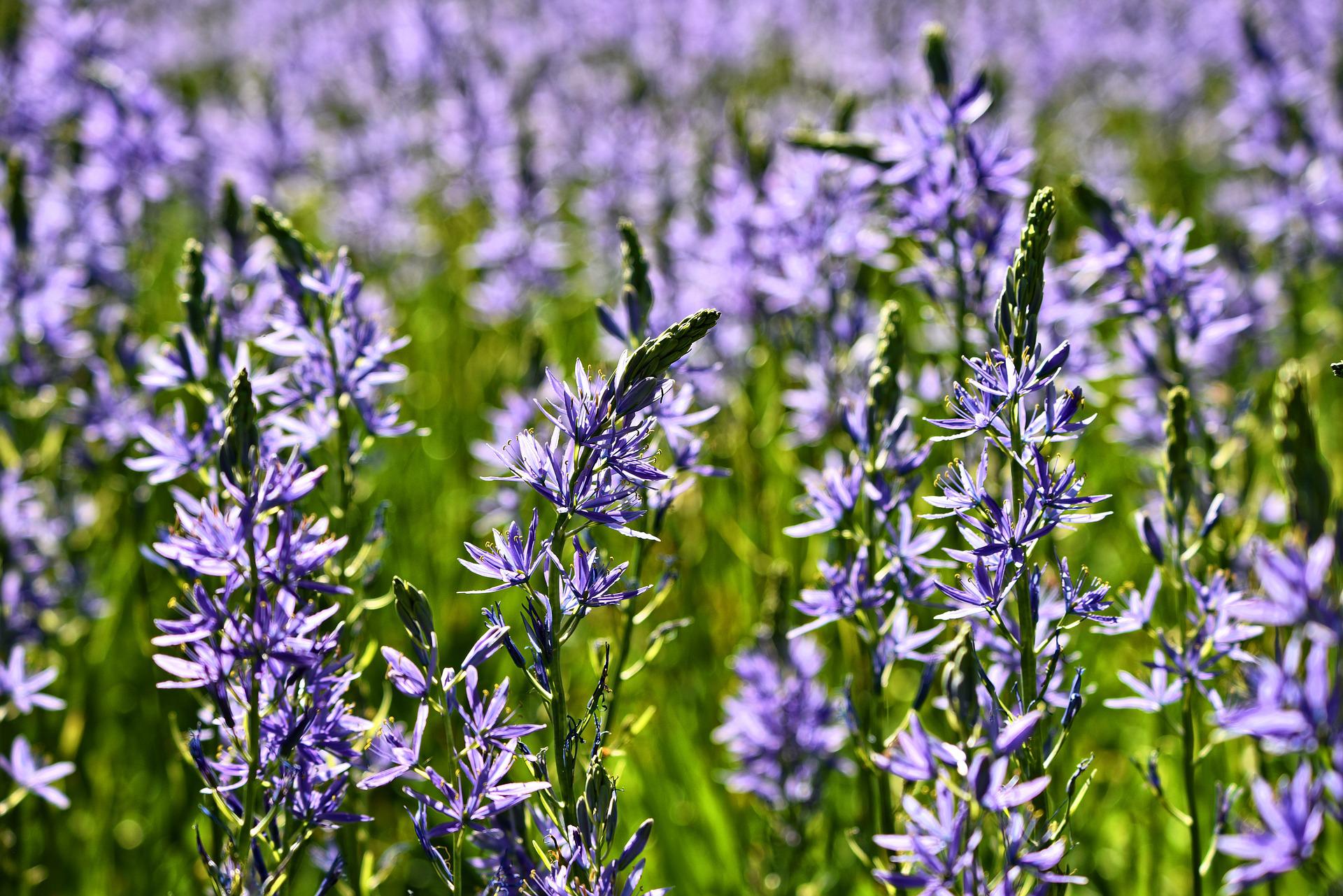 Camassia Bulbs (Quamash)