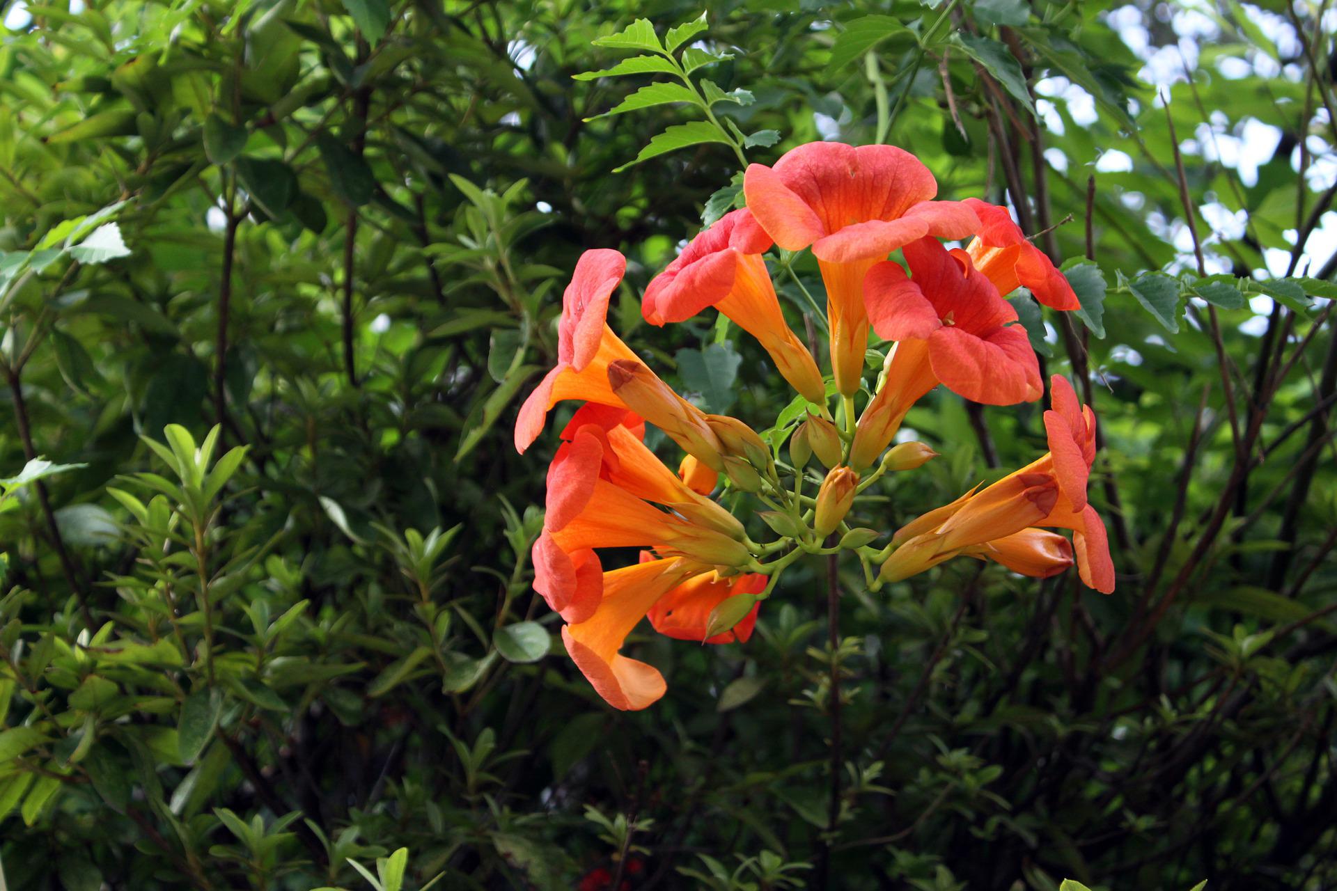 Trumpet Vine (Campsis)