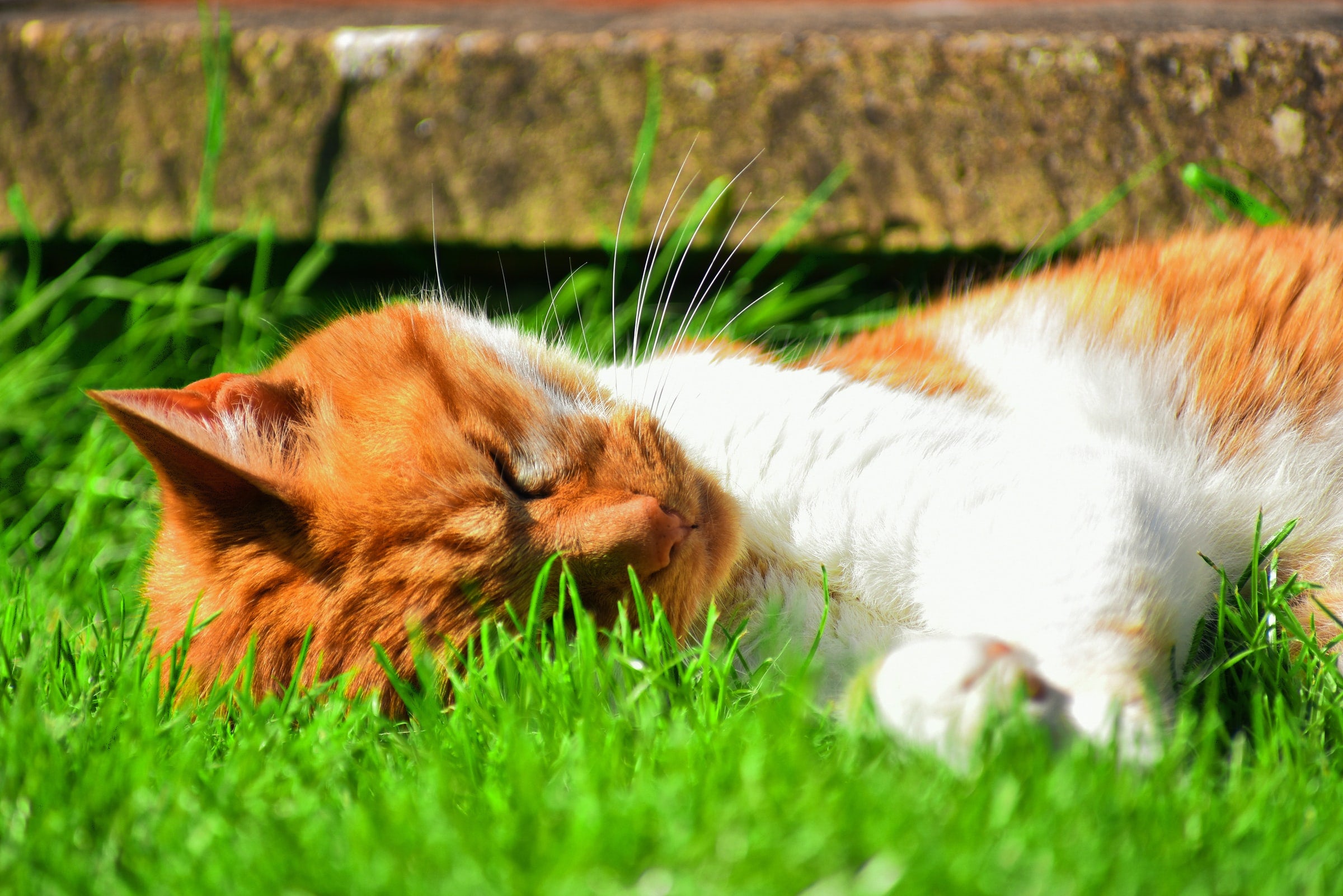 Cat Grass Seeds