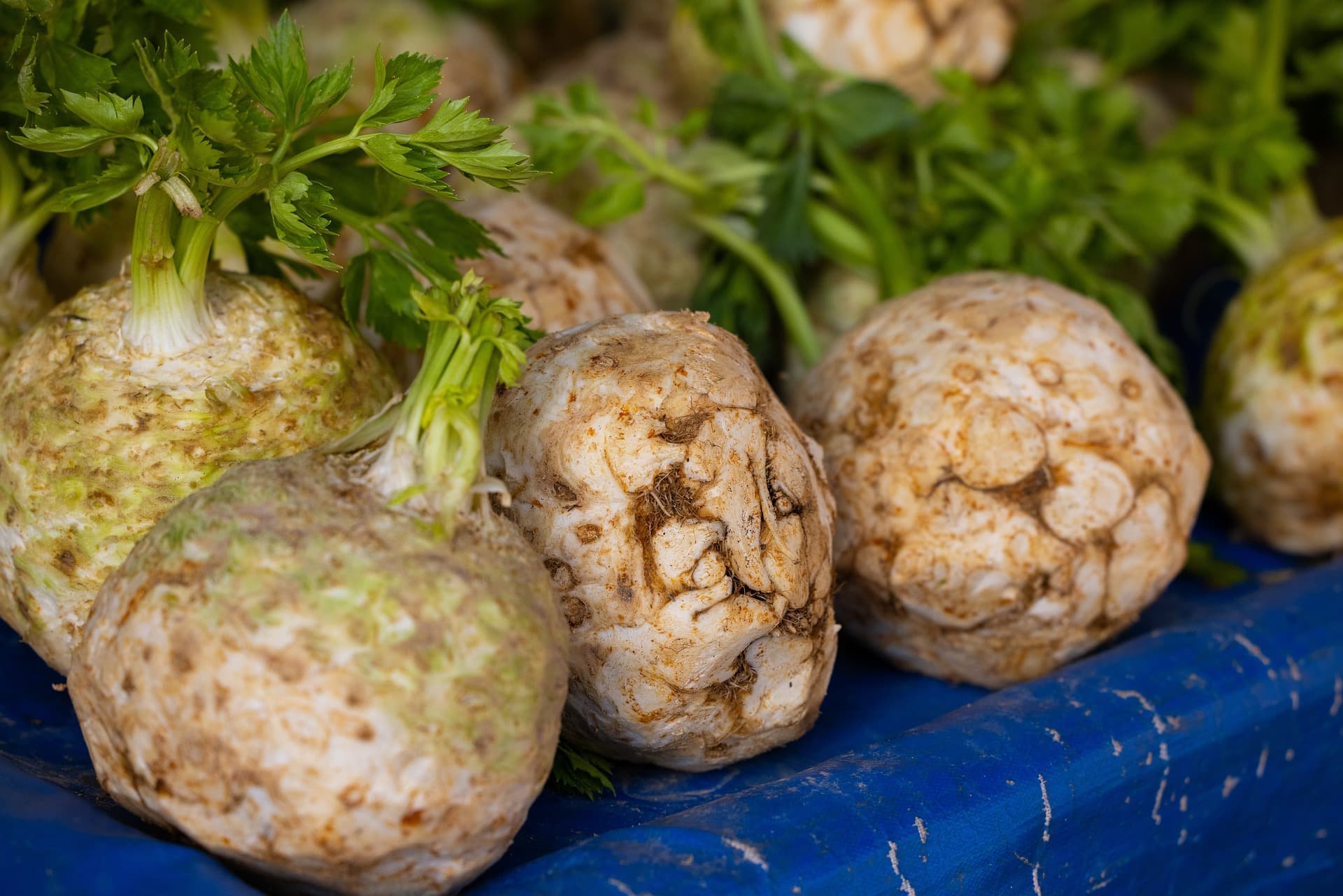 Celeriac Seeds