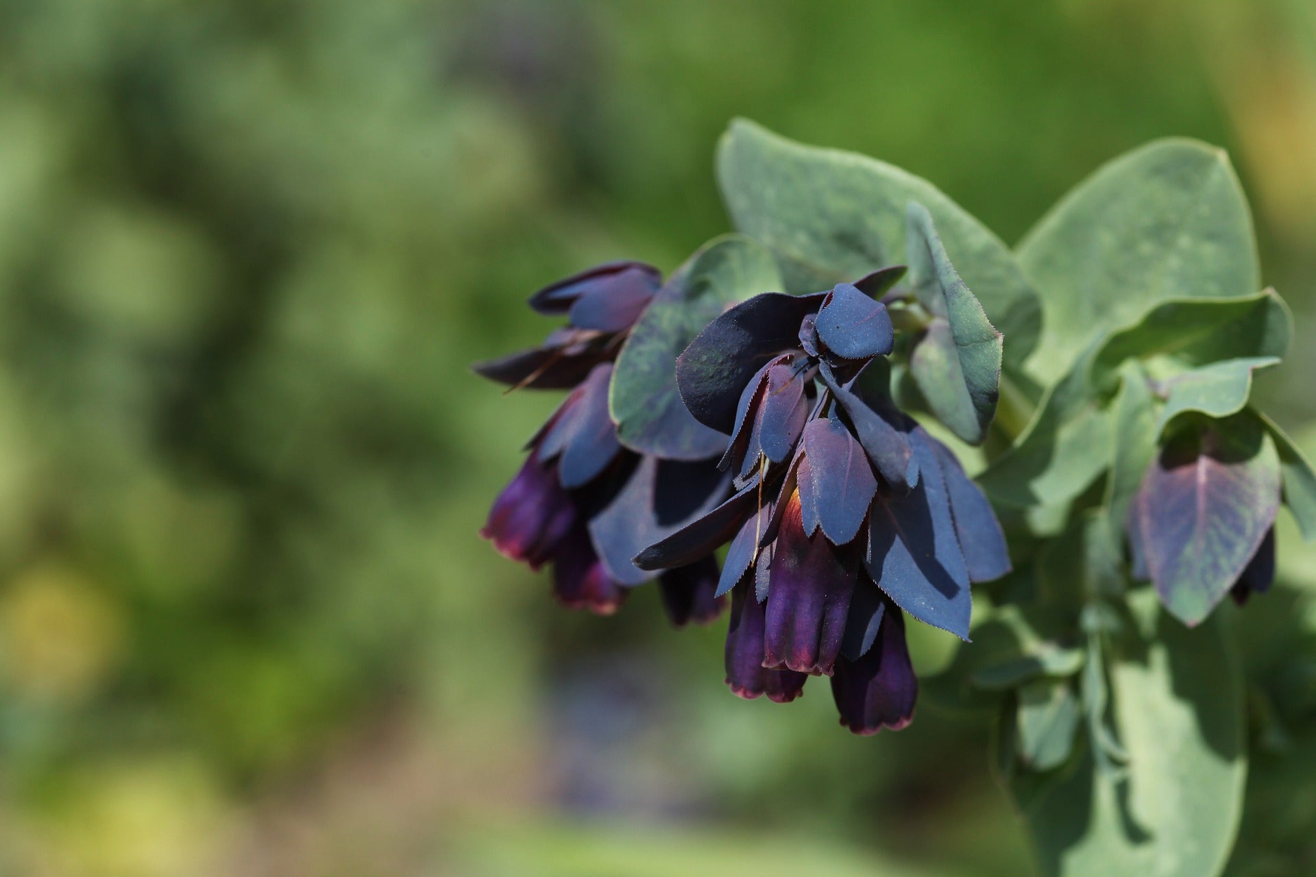 Cerinthe Seeds (Honeywort)