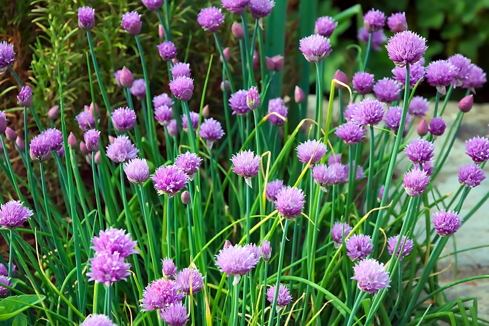 Chive Seeds