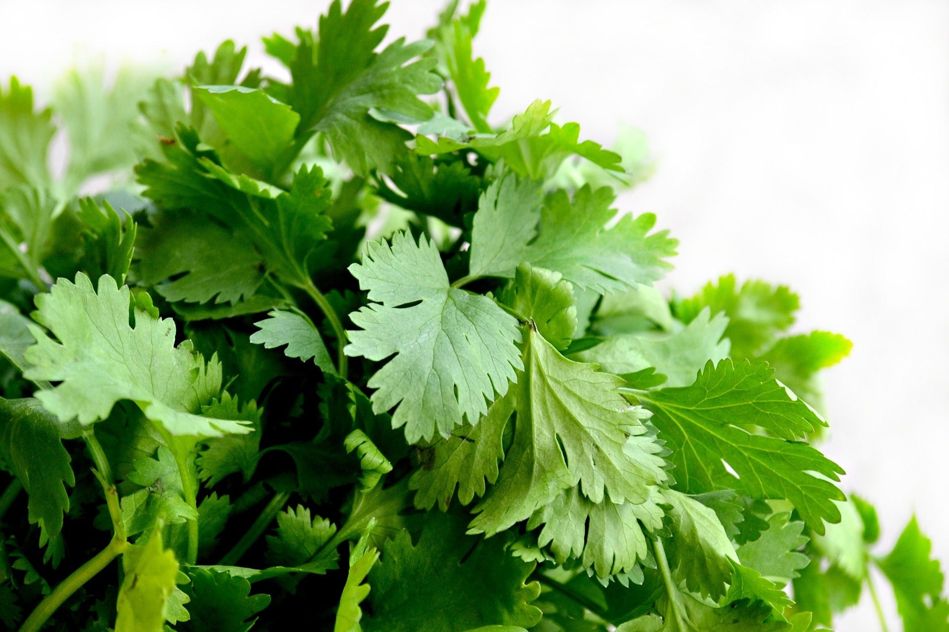 Cilantro Seeds (Coriander)