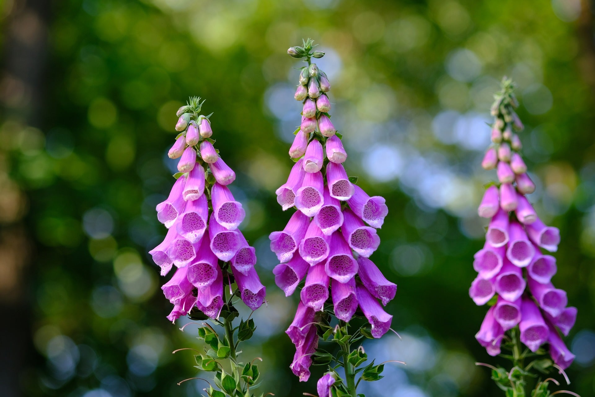 Foxglove Seeds