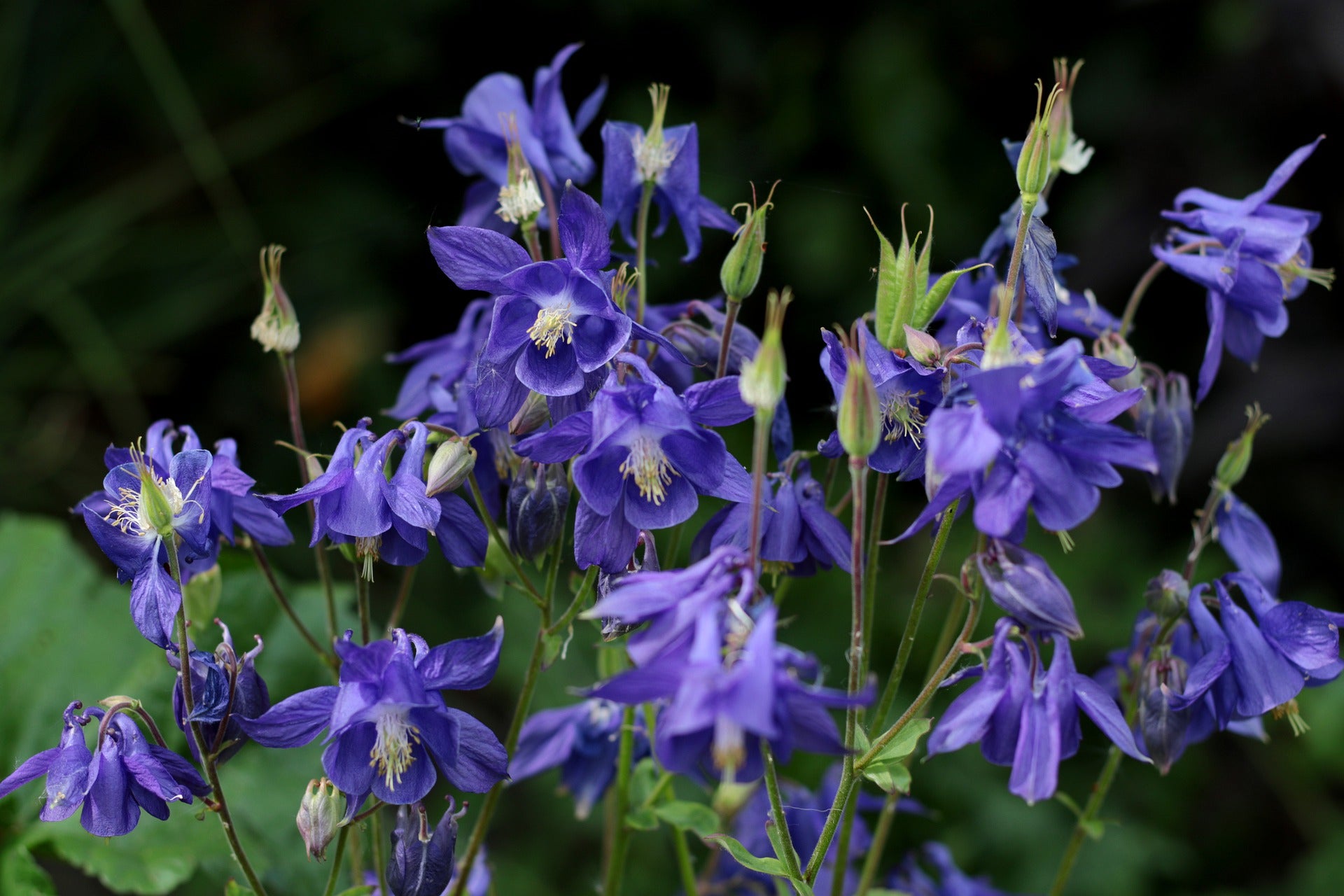 Columbine Seeds