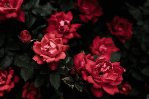 Weeks Roses | Wildwood Express