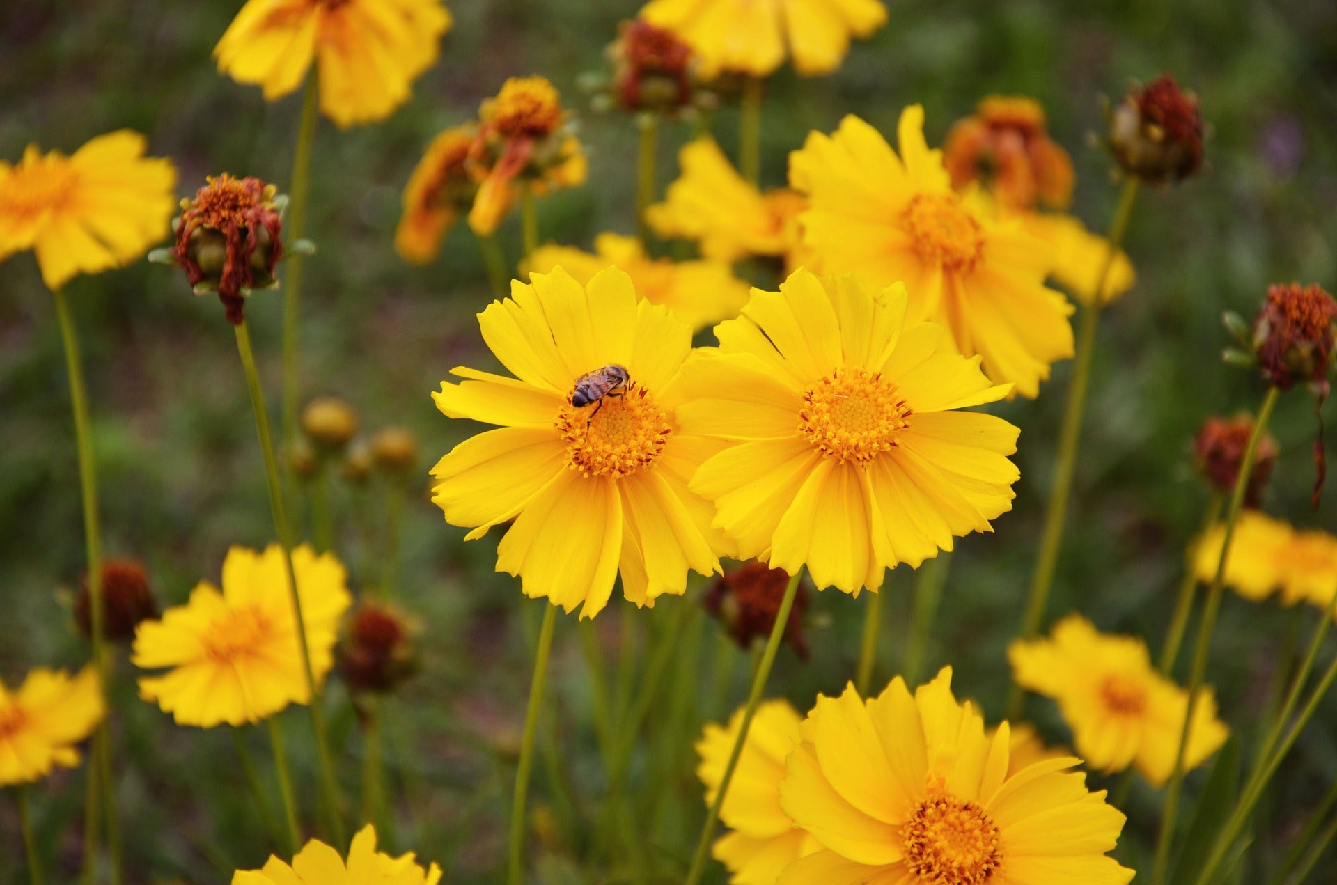 Coreopsis Seeds