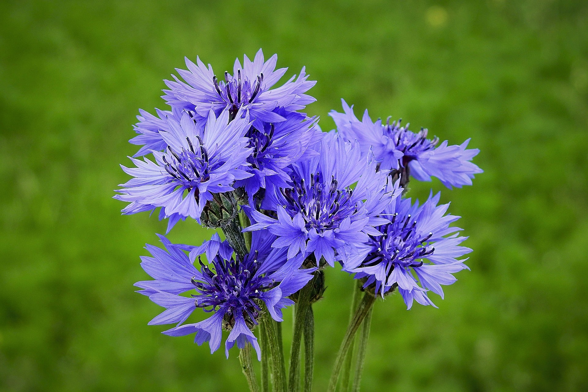 Cornflower Seeds