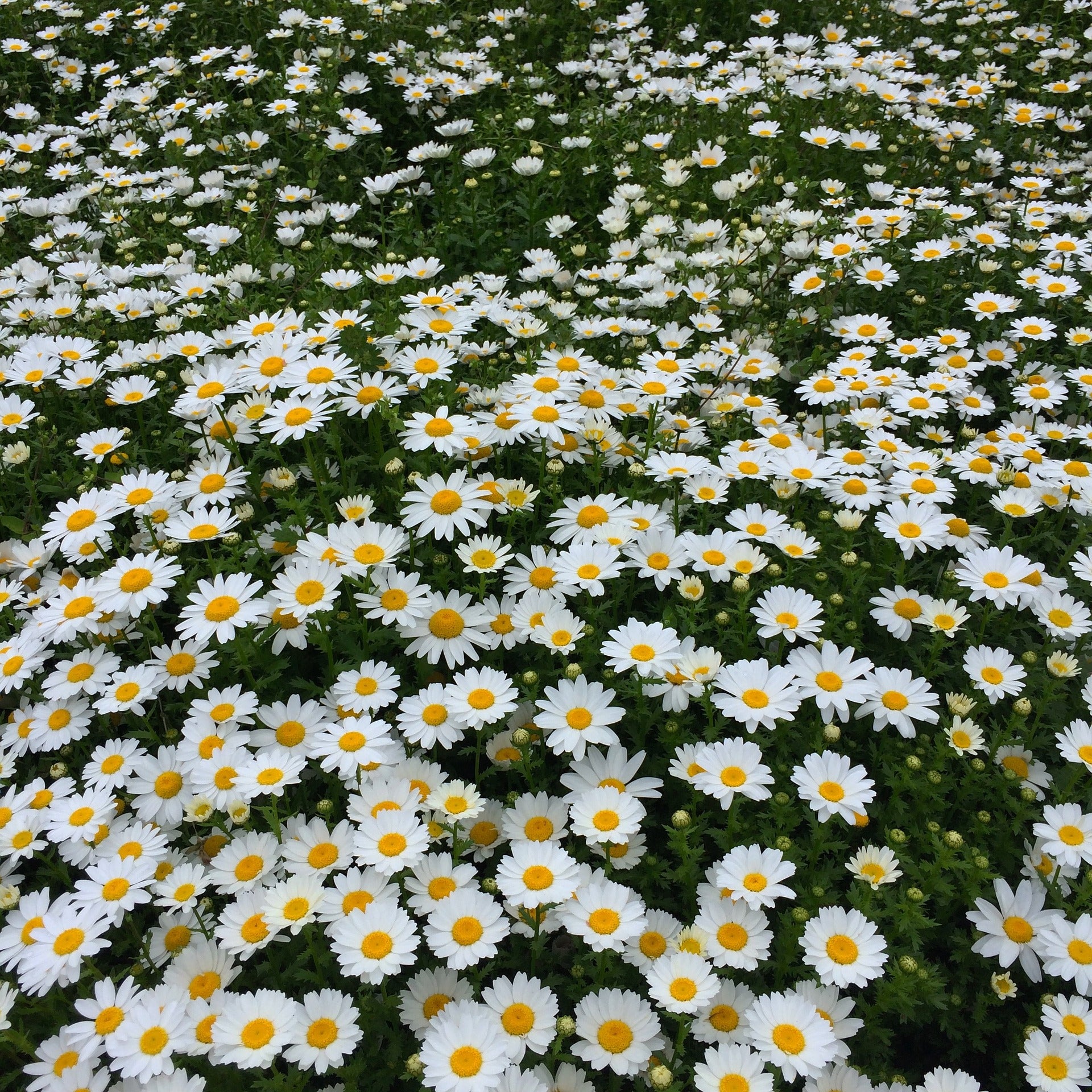 Chrysanthemum Seeds