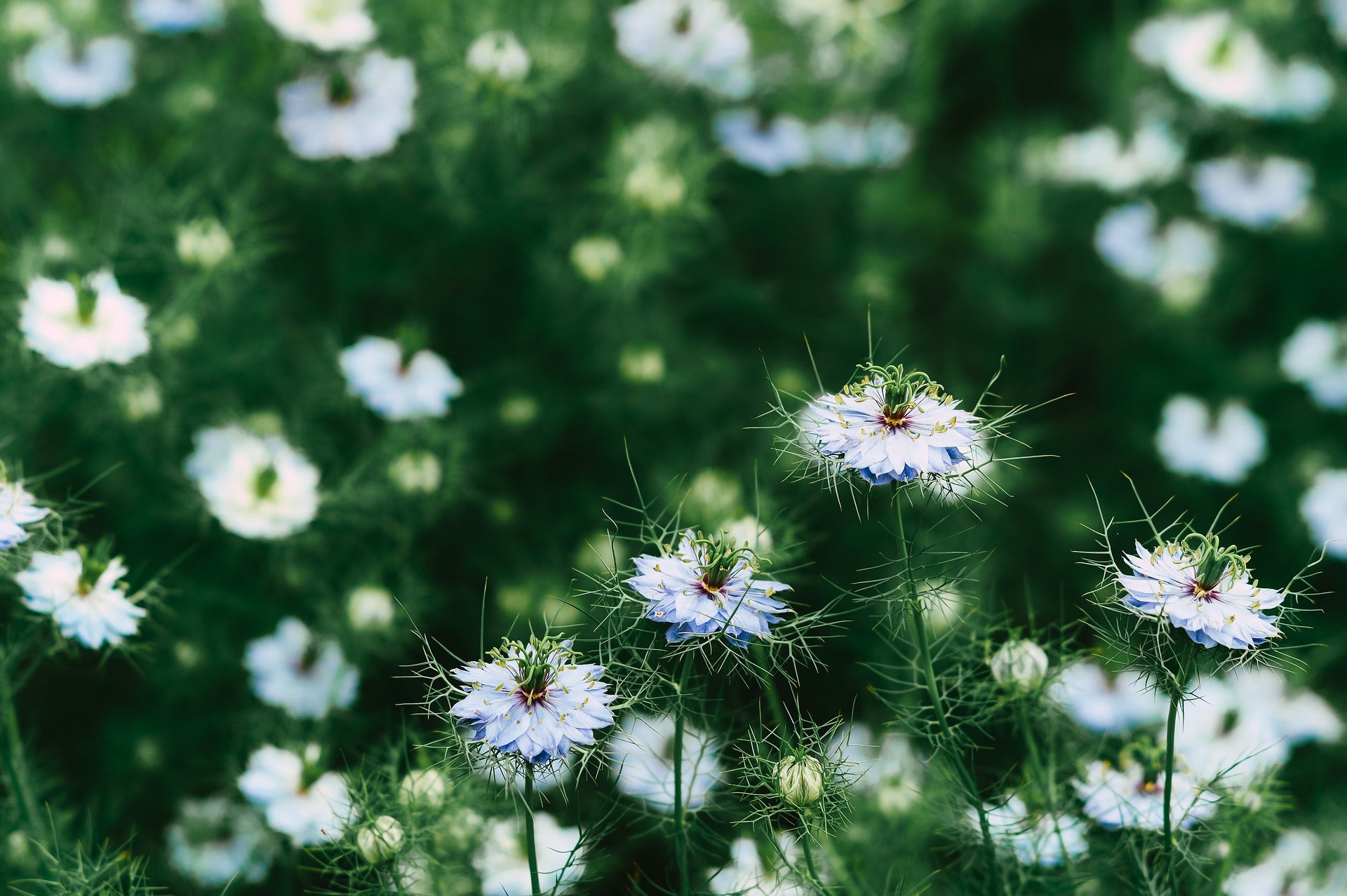 Nigella Seeds