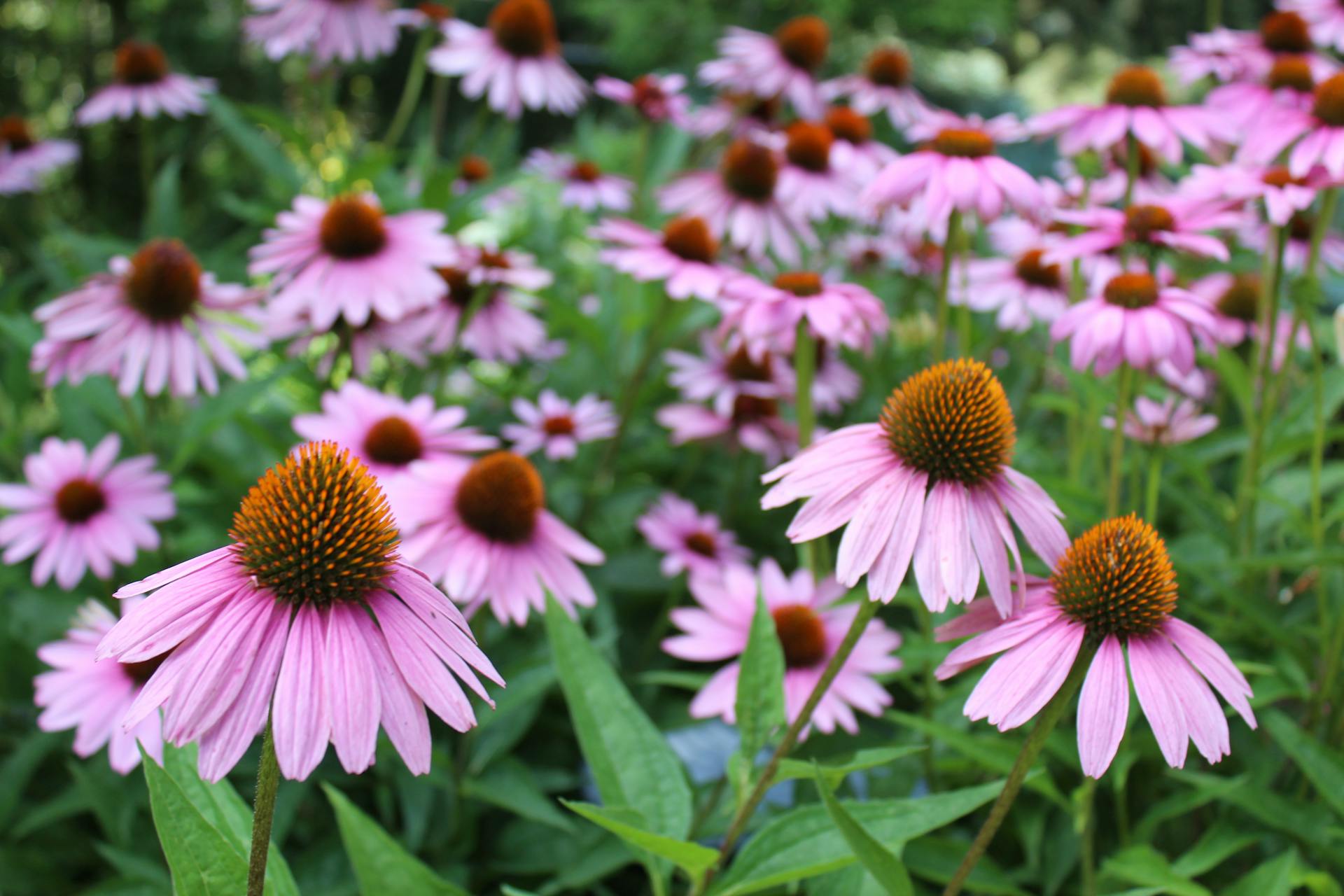 Echinacea Plants