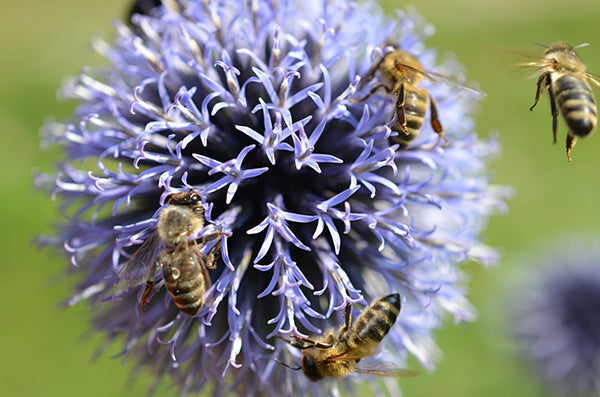 Globe Thistle Plants
