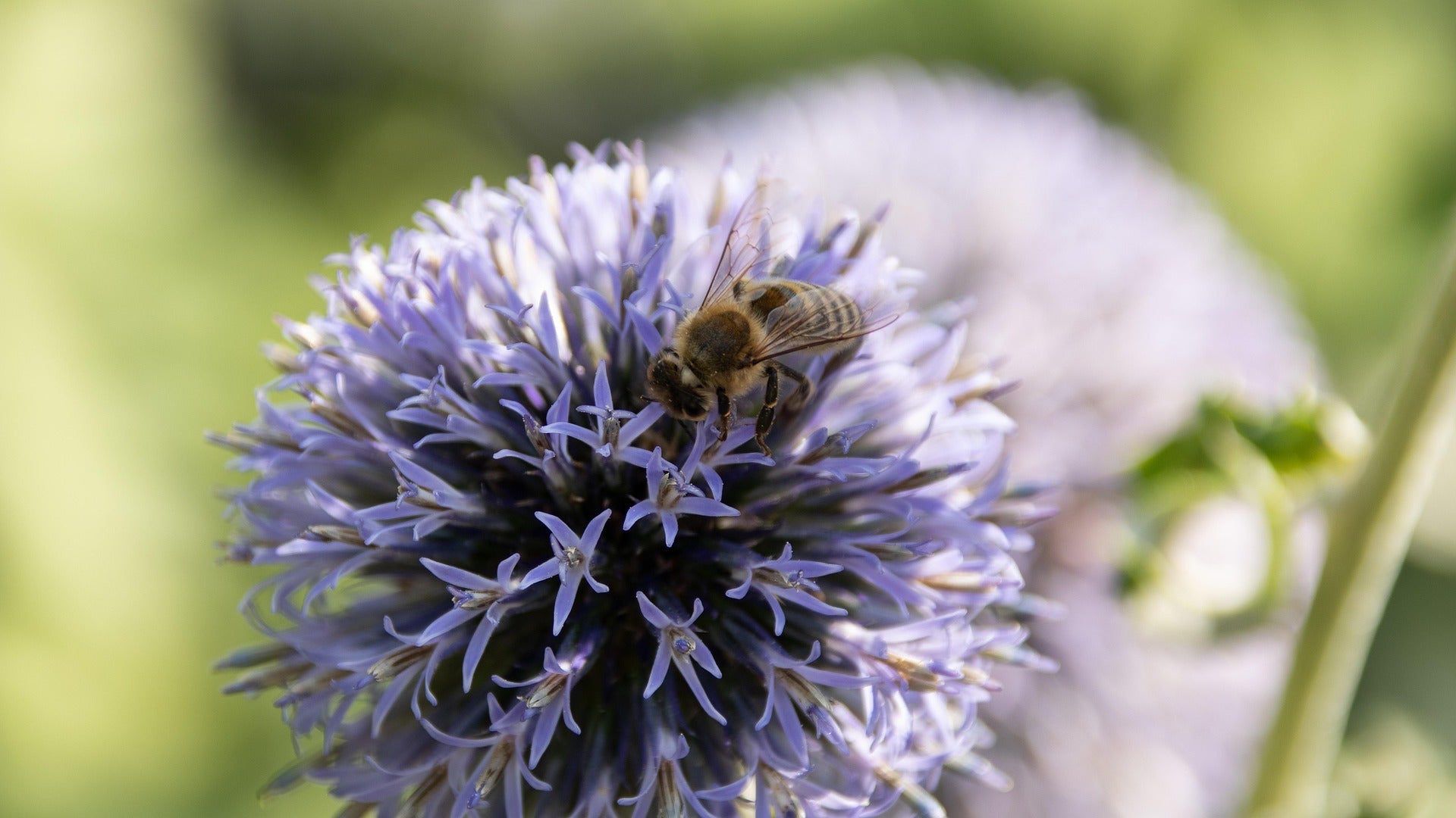Globe Thistle Plants