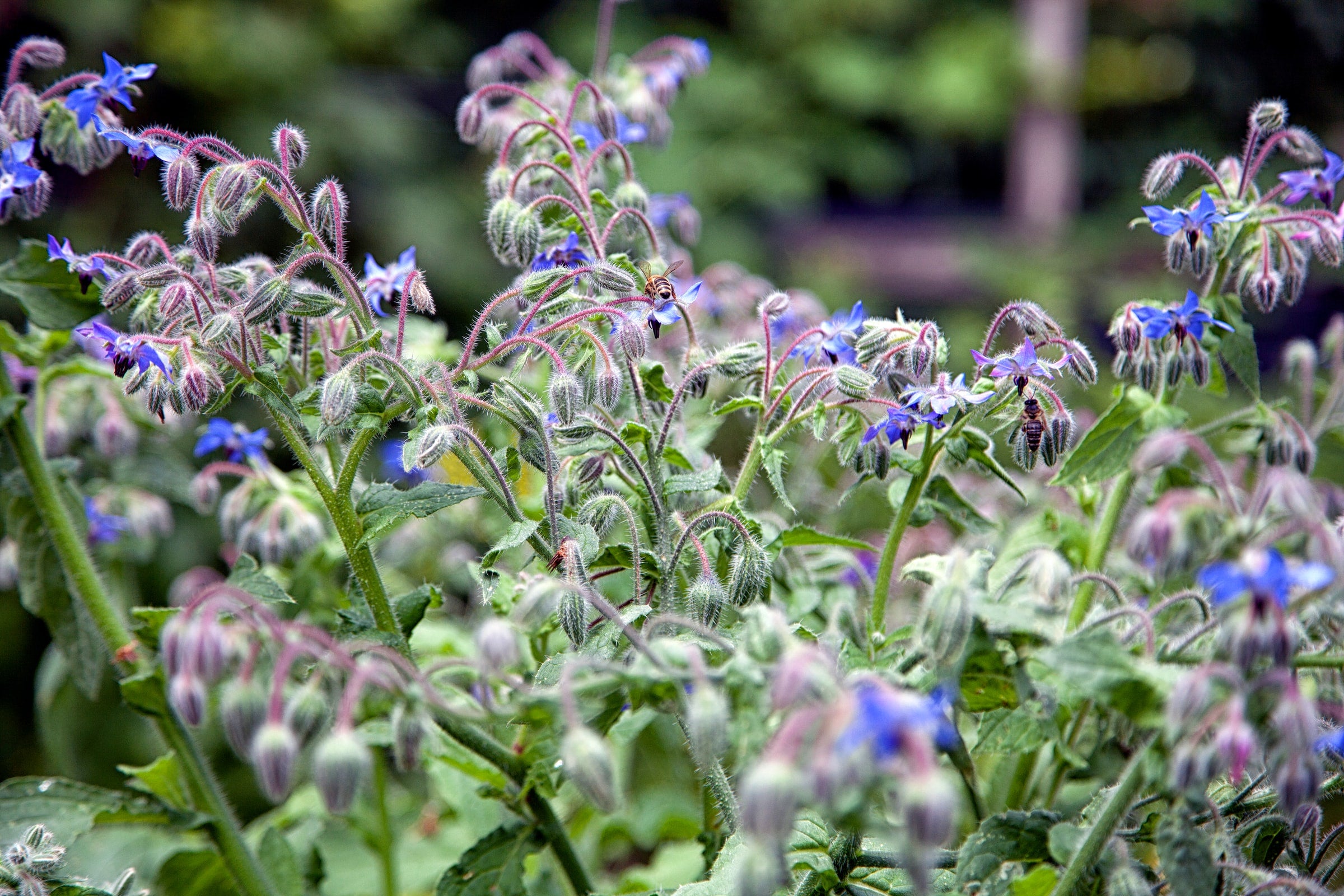 Borage Seeds