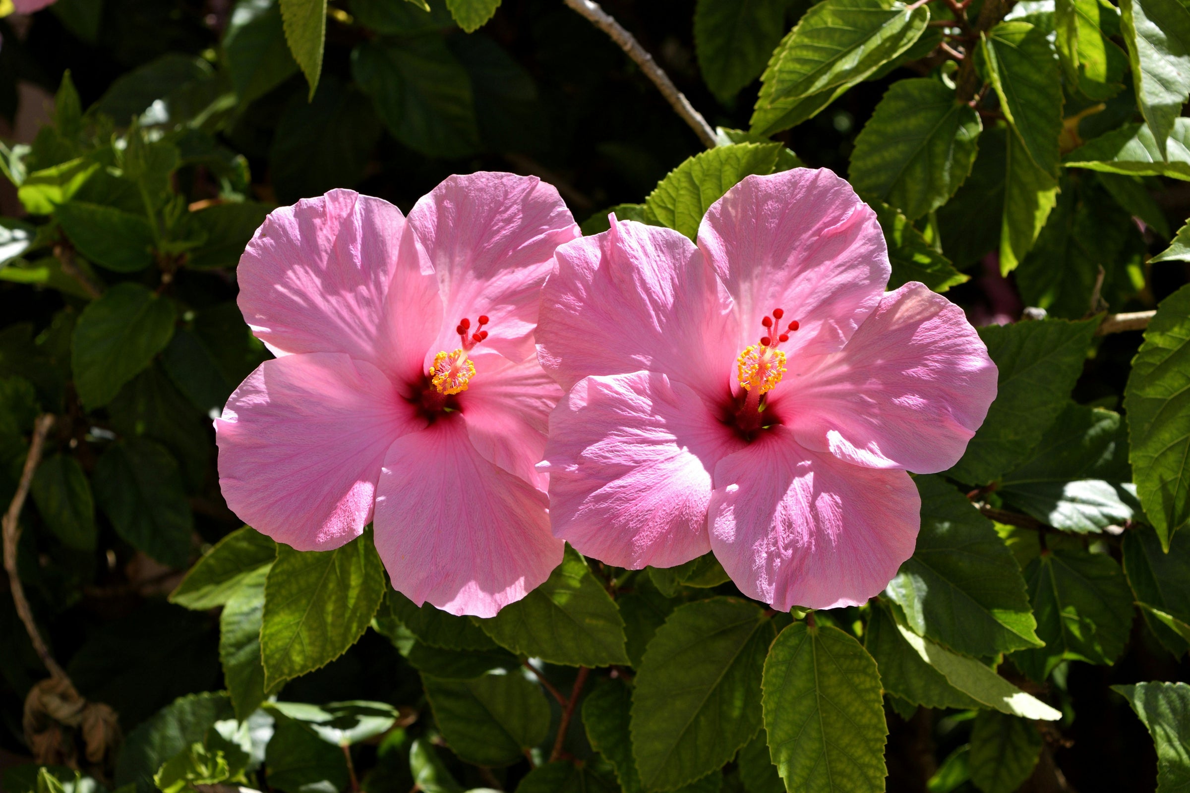 Hibiscus Plants