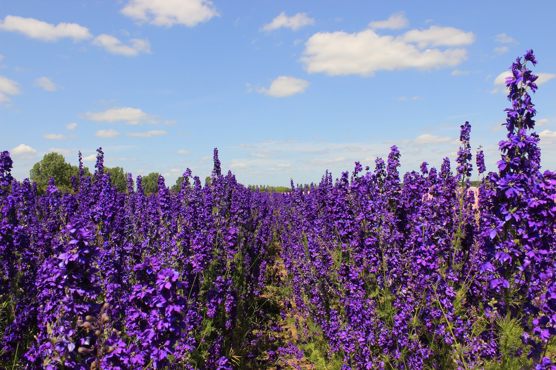 Delphinium Seeds