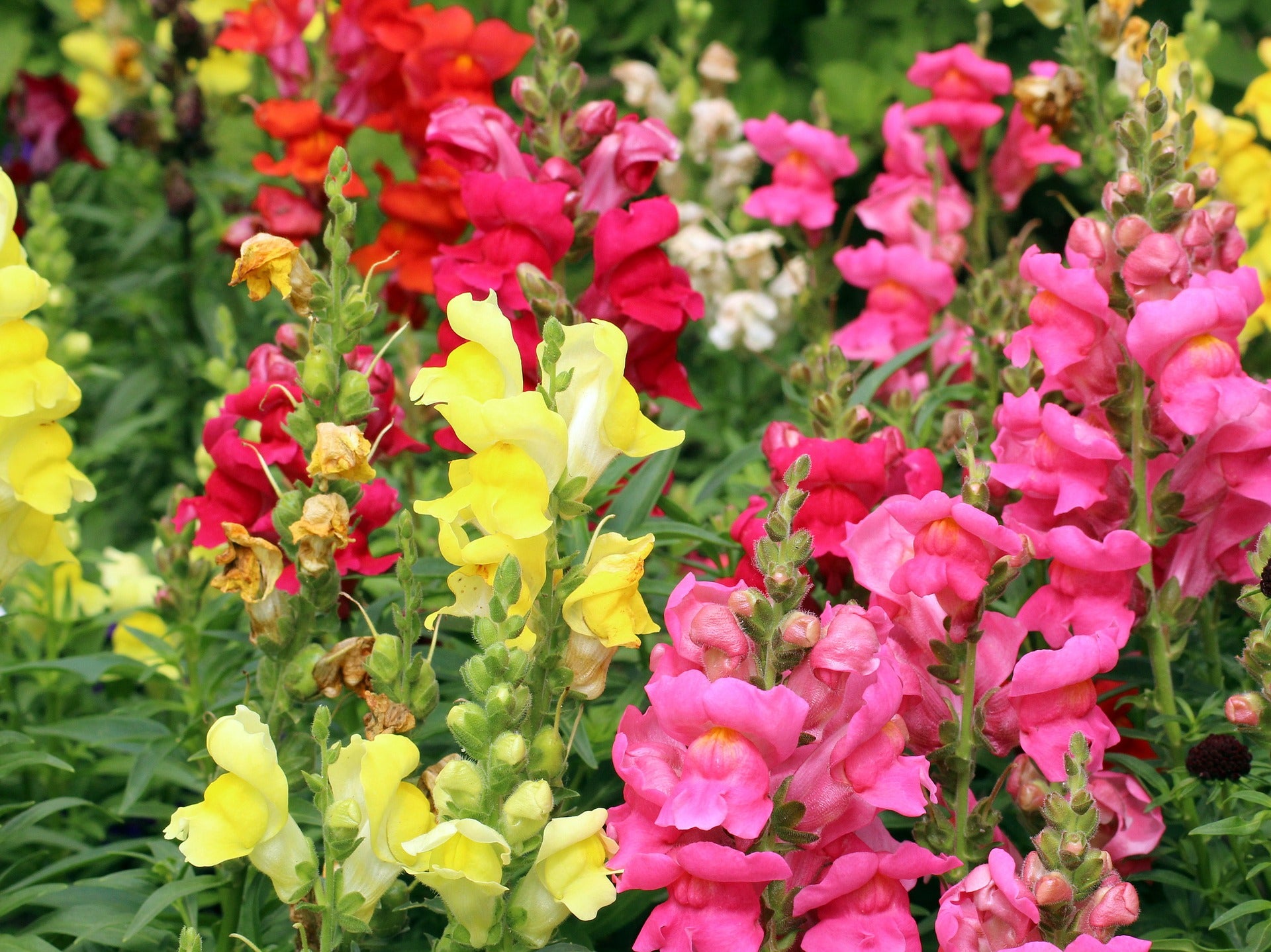 Snapdragon Seeds