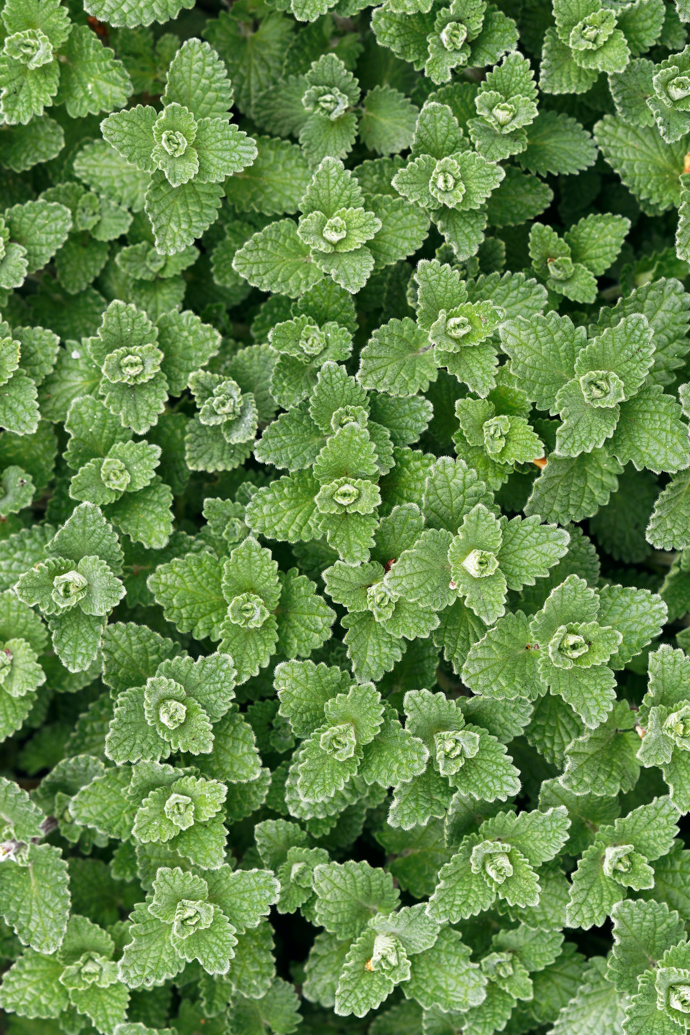 Catnip & Catmint Seeds