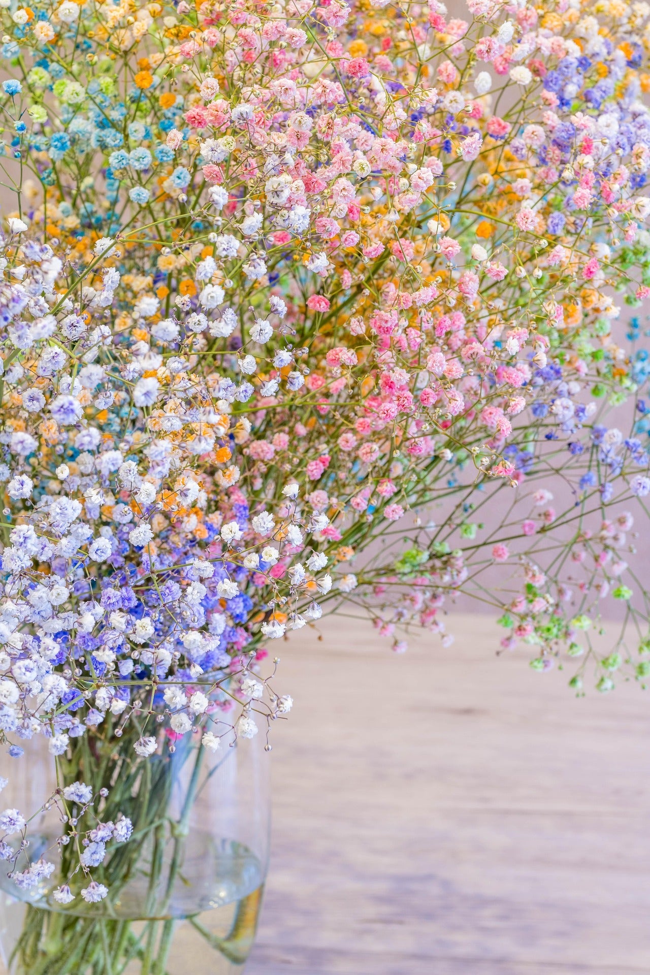 Baby's Breath Plants