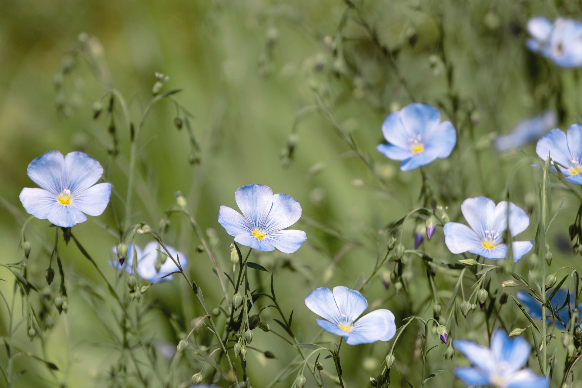 Linum Seeds (Flax)