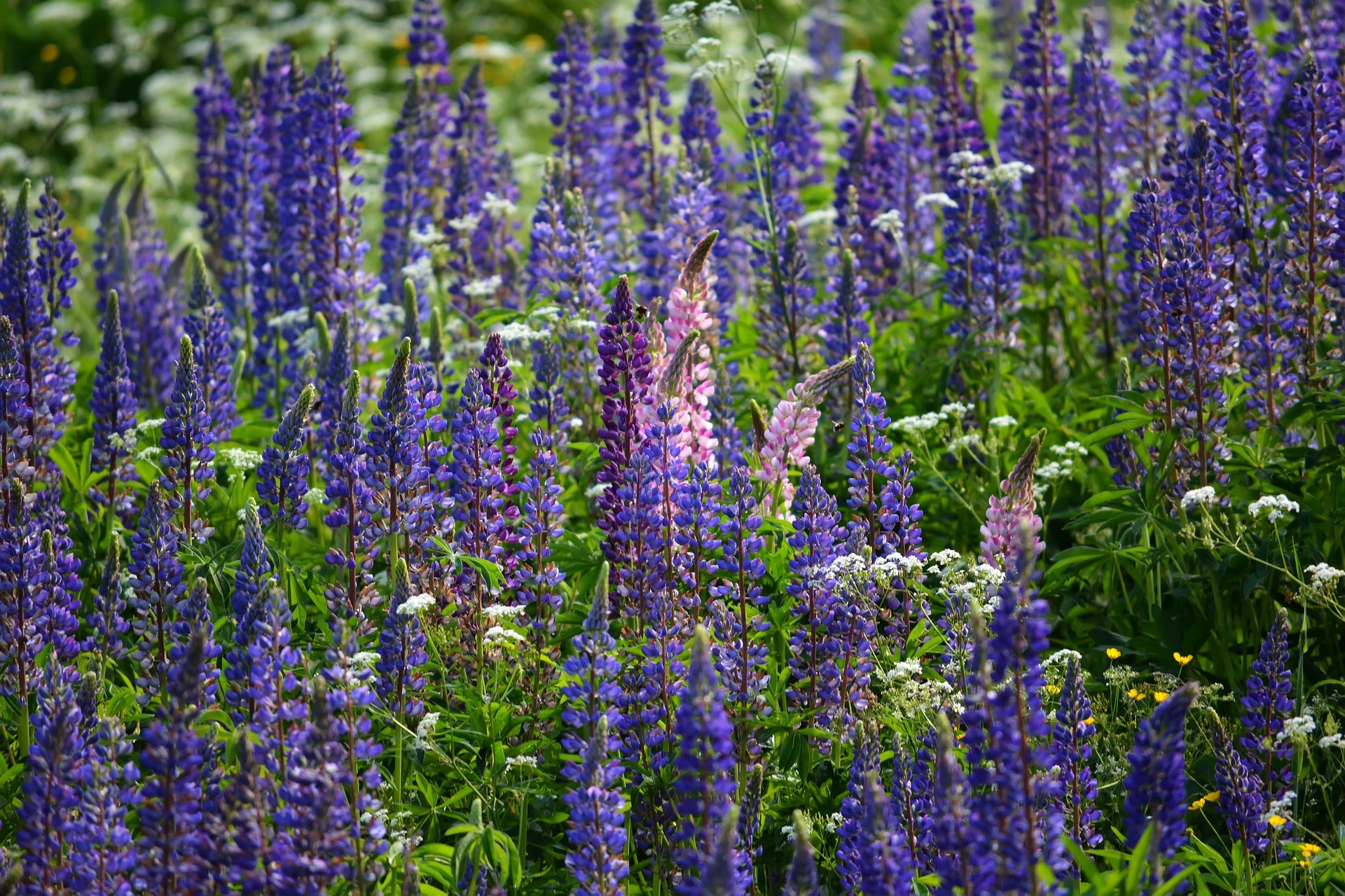 Lupin Seeds