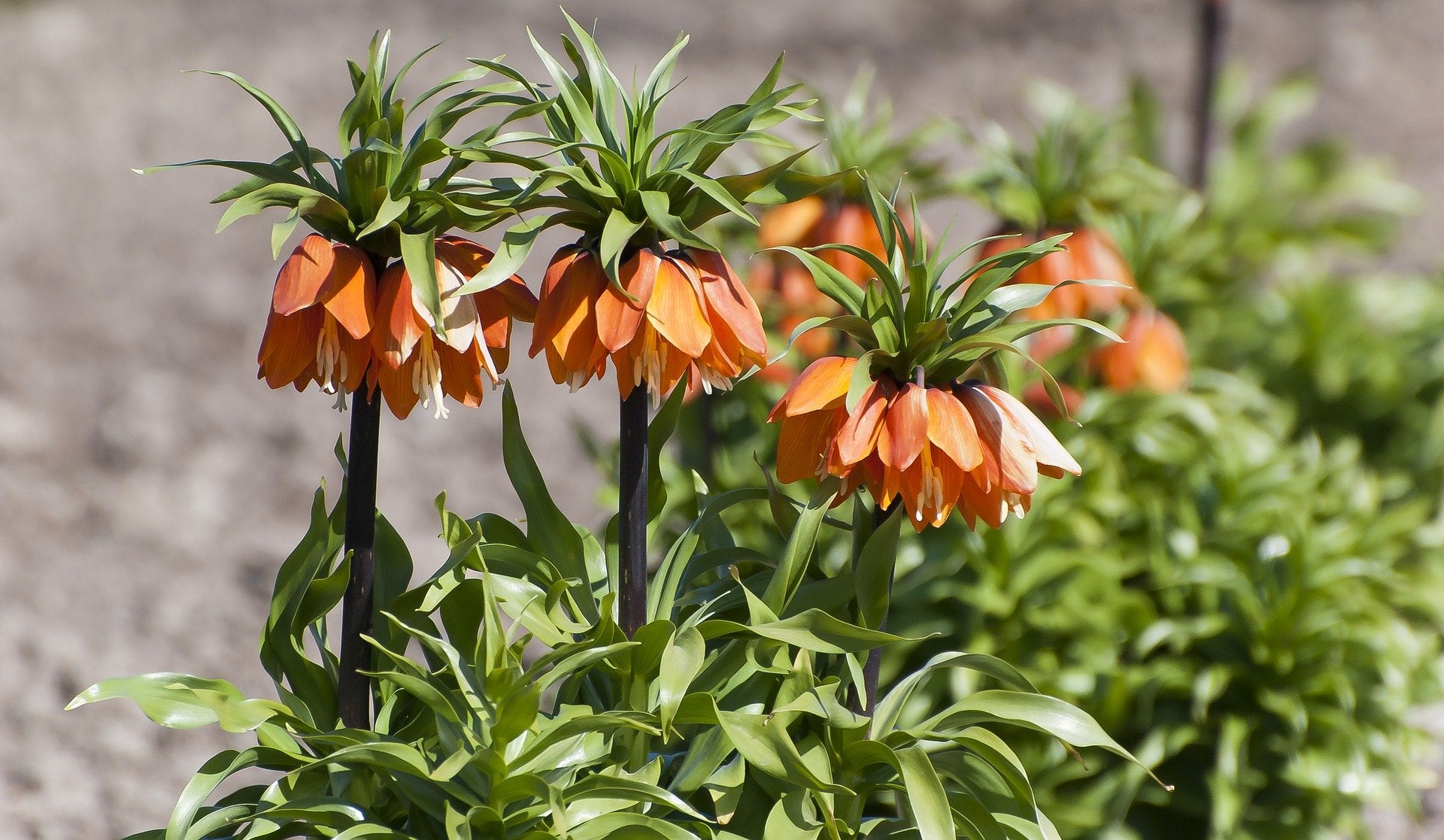 Imperialis Rubra Fritillaria flowers growing