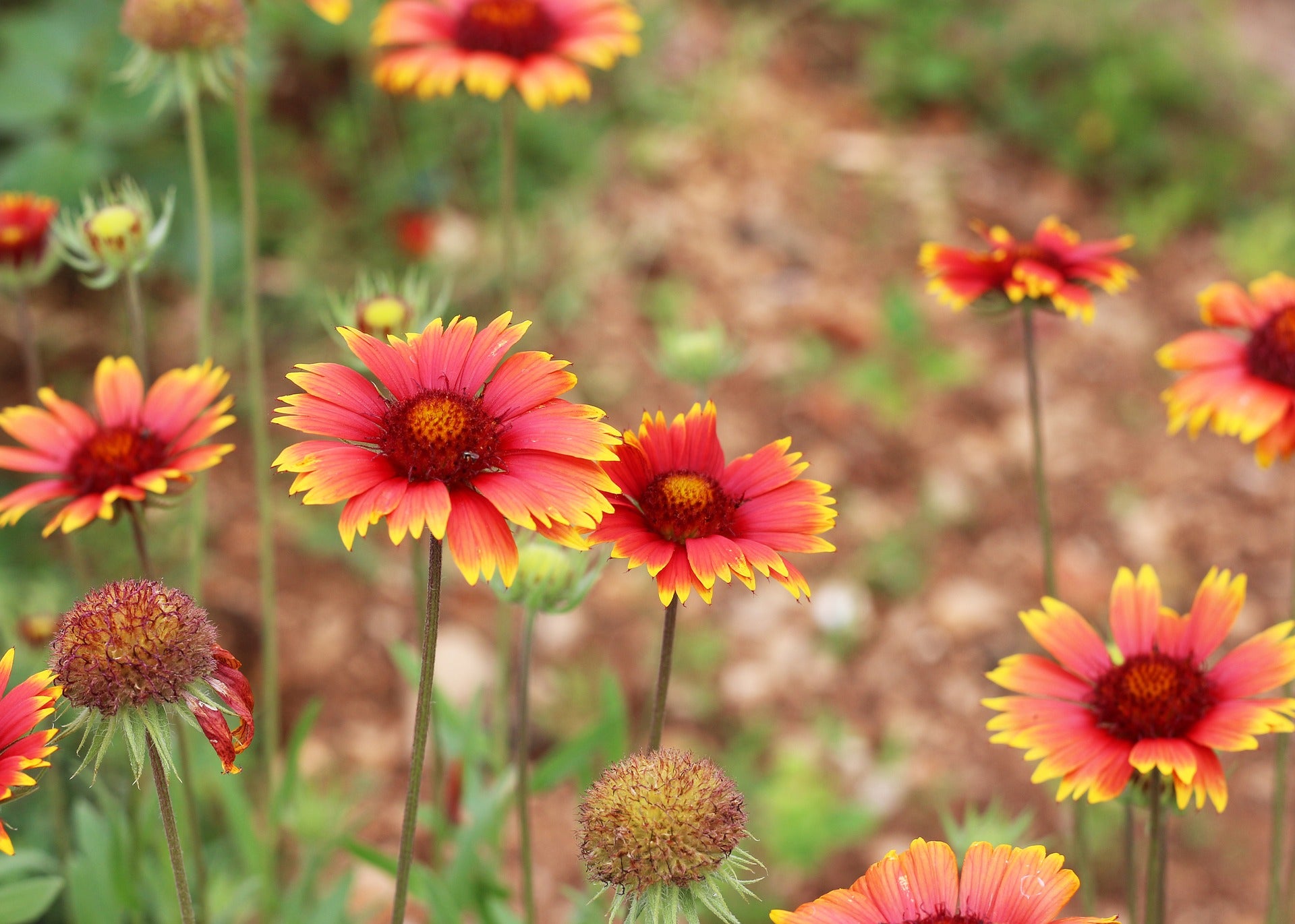 Gaillardia Seeds