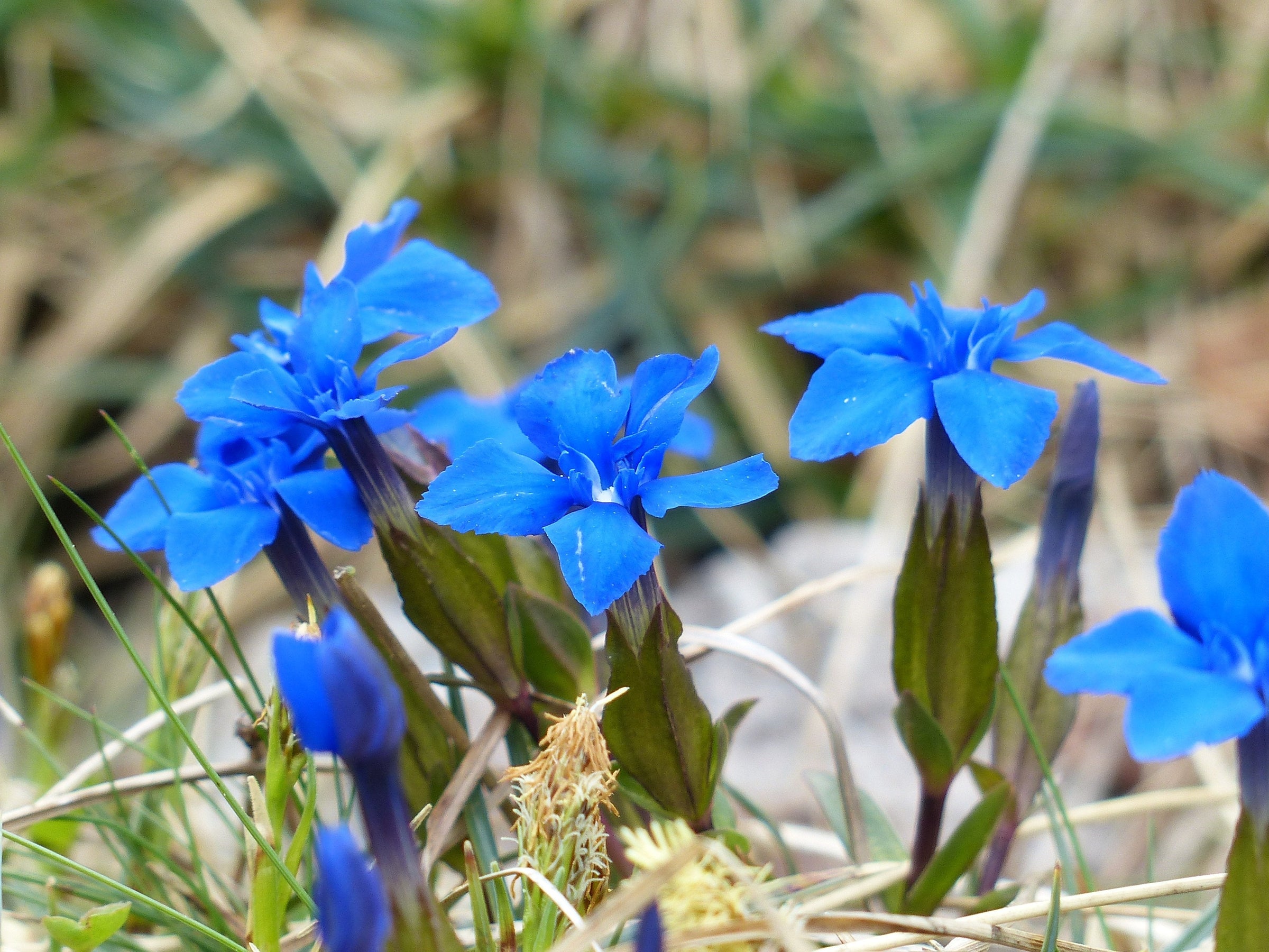 Gentiana Plants