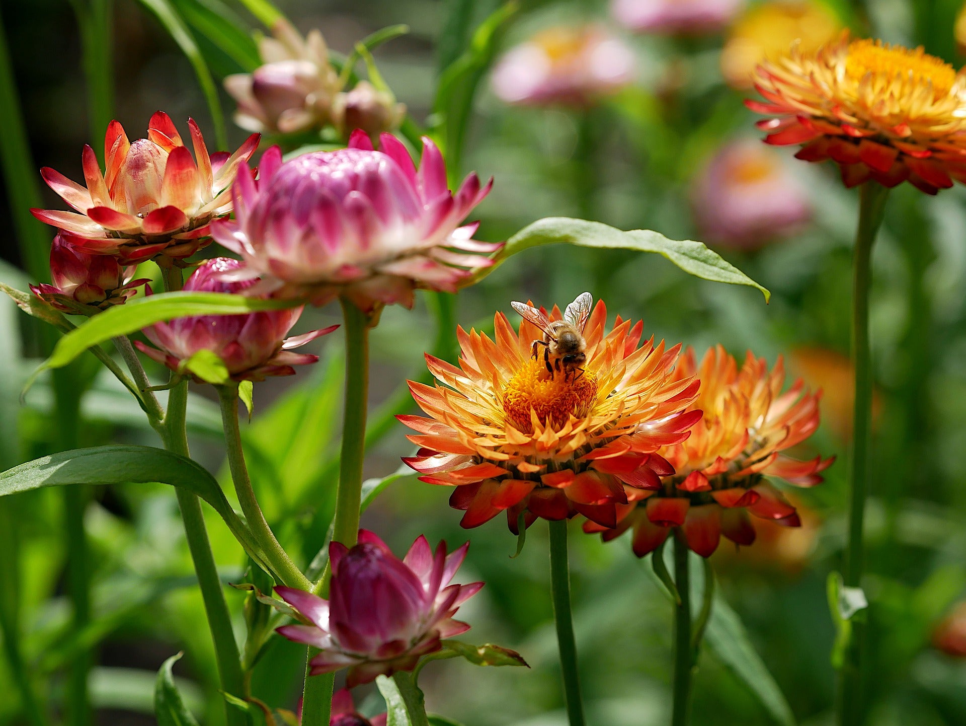 Strawflower Seeds