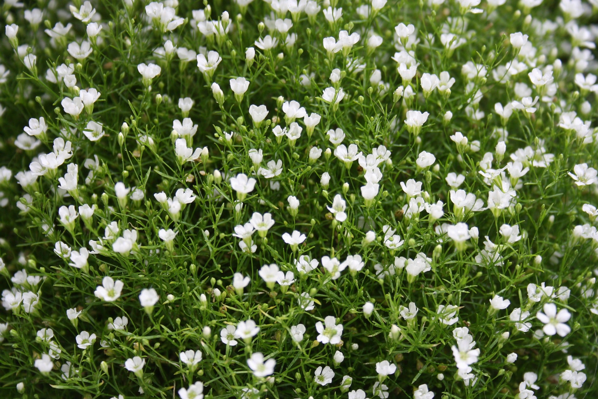 Gypsophila Seeds (Baby's Breath)