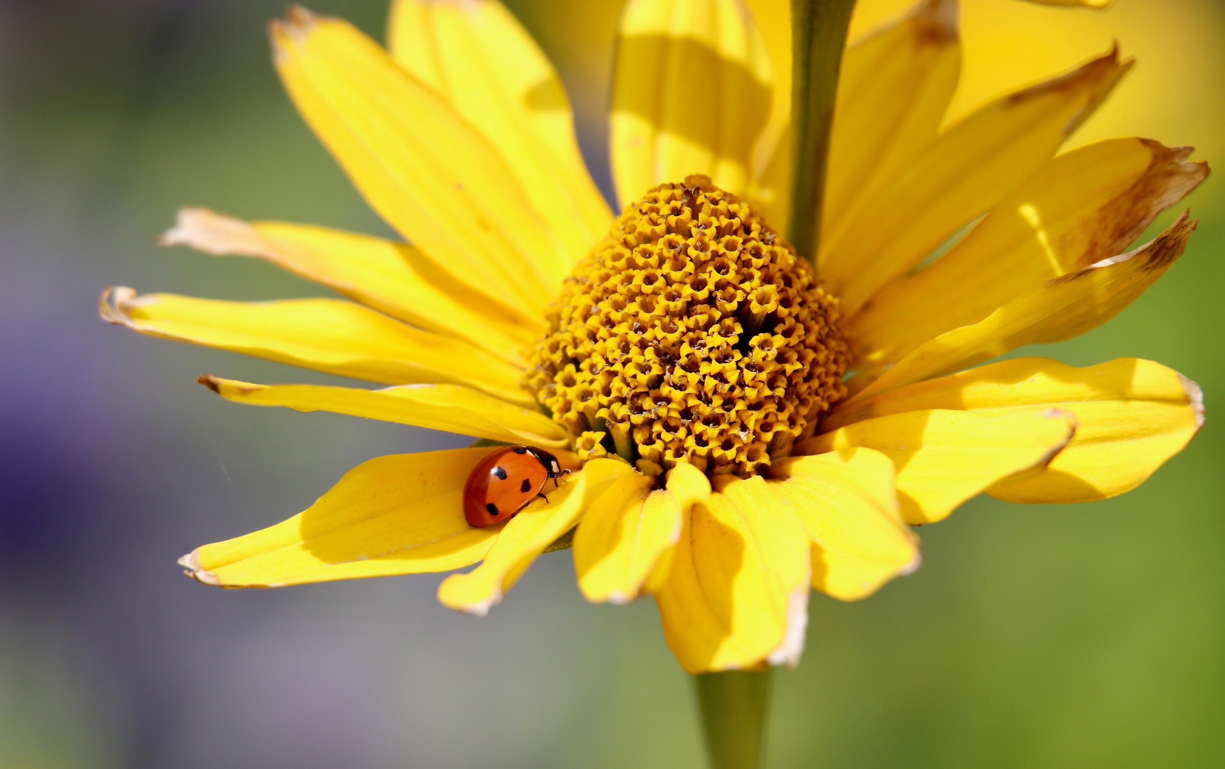 Heliopsis Plants