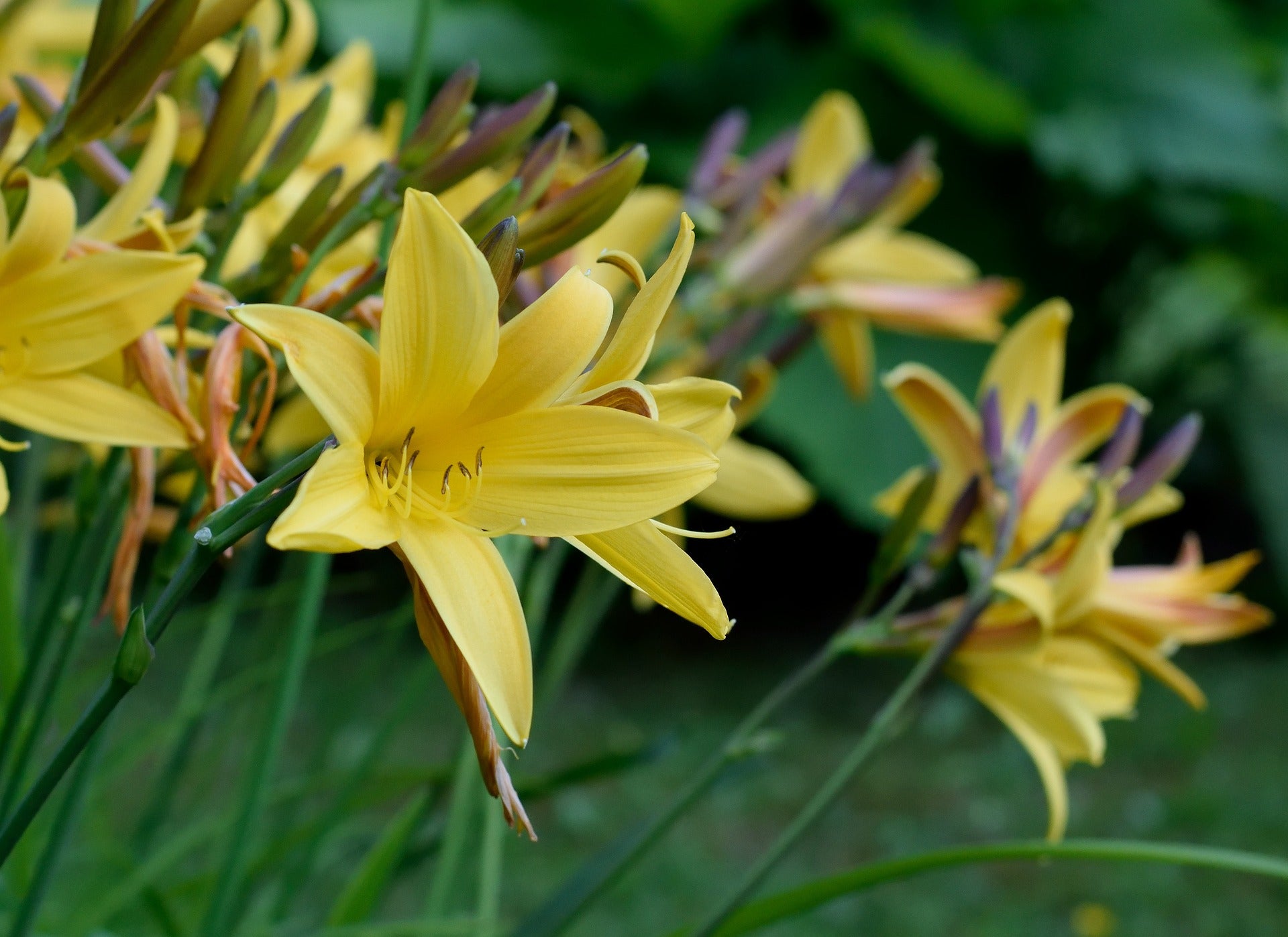 Hemerocallis Bulbs (Daylily)