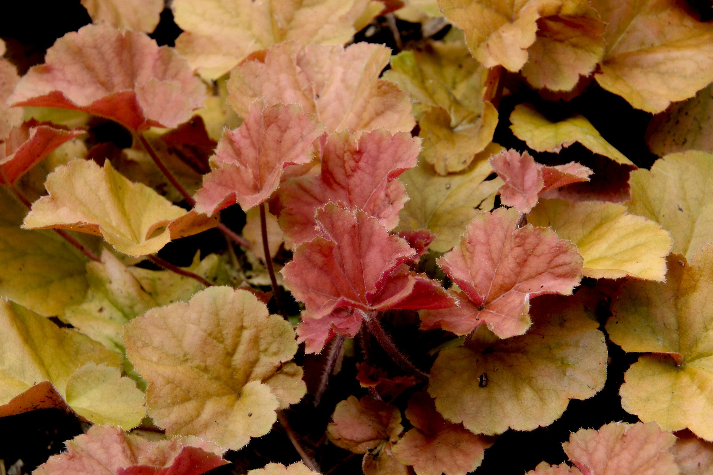 Heuchera Plants