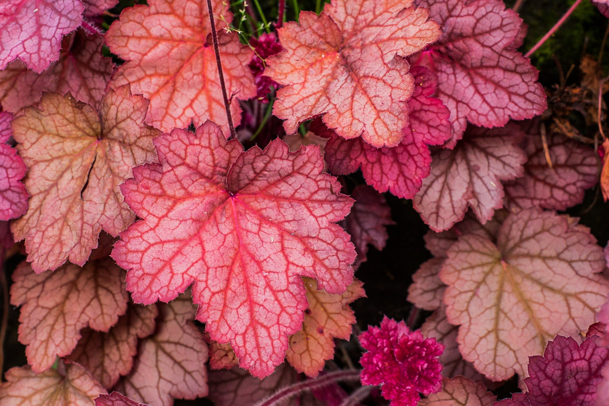 Heuchera Plants