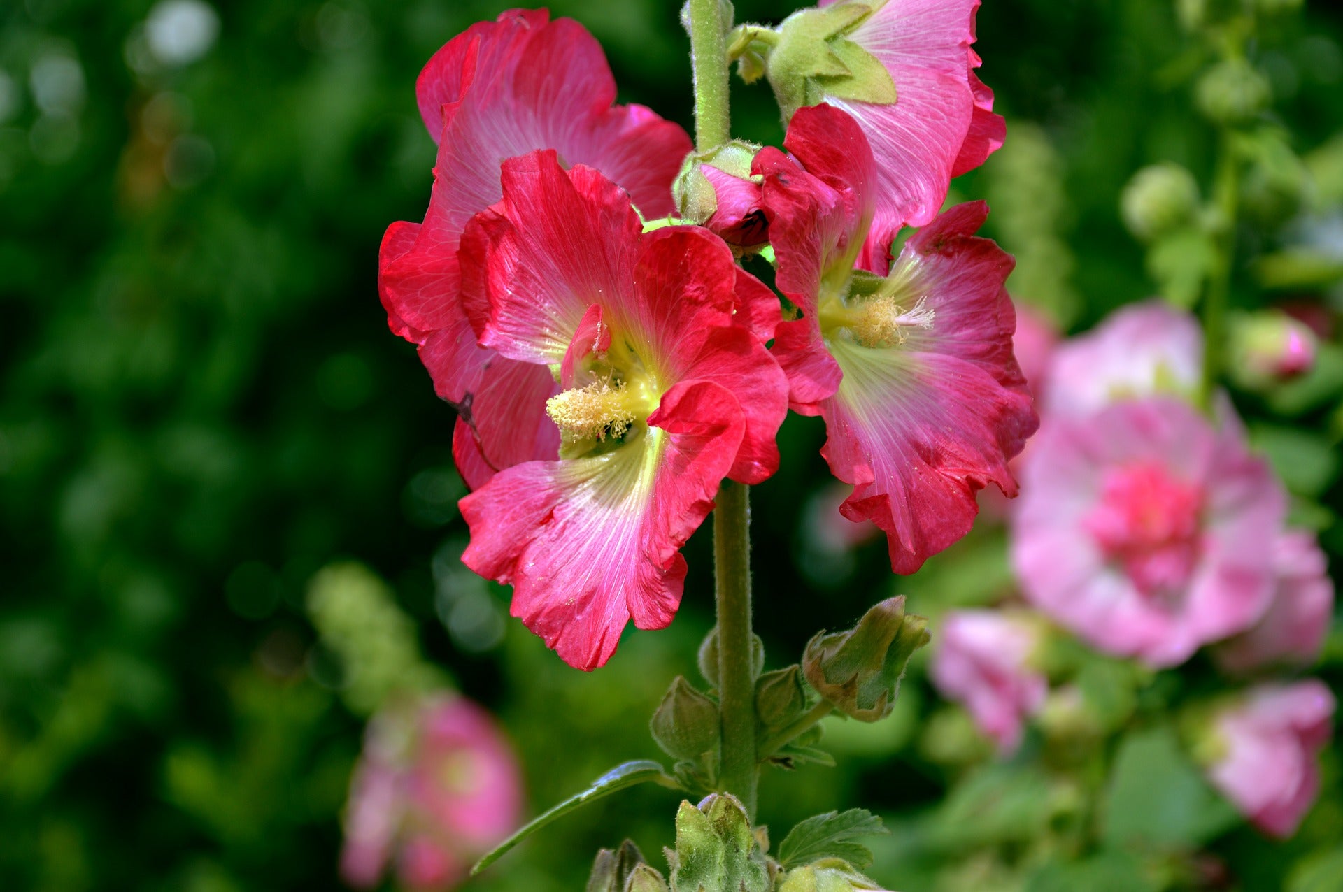 Hollyhock Seeds