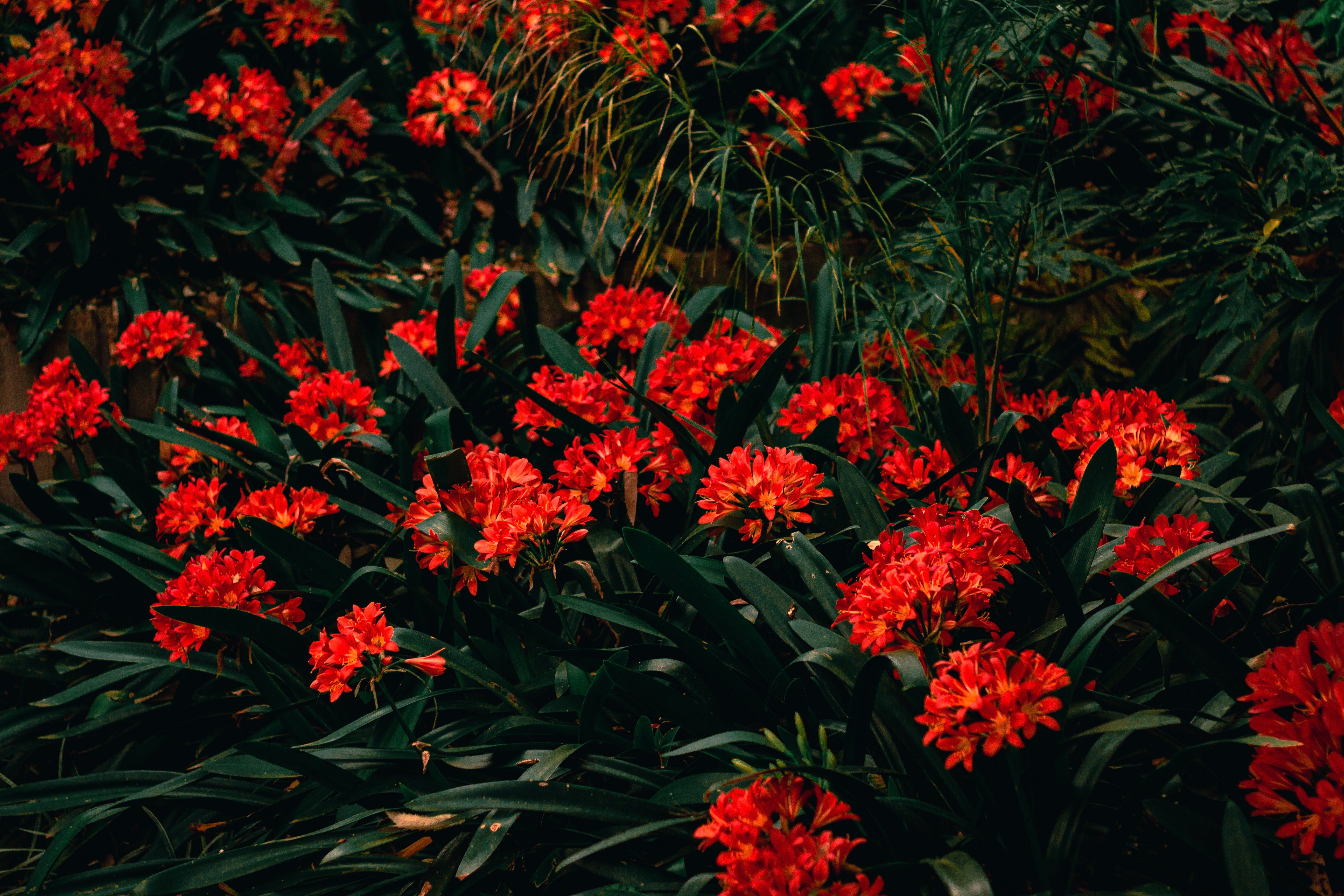 Asclepias Seeds (Milkweed)