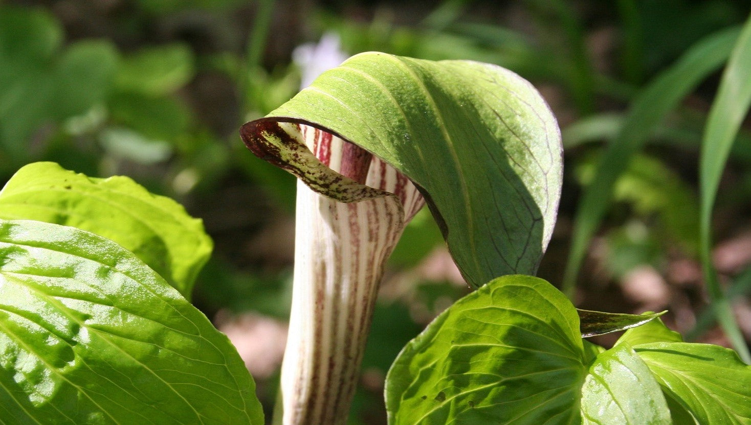 Arisaema Bulbs