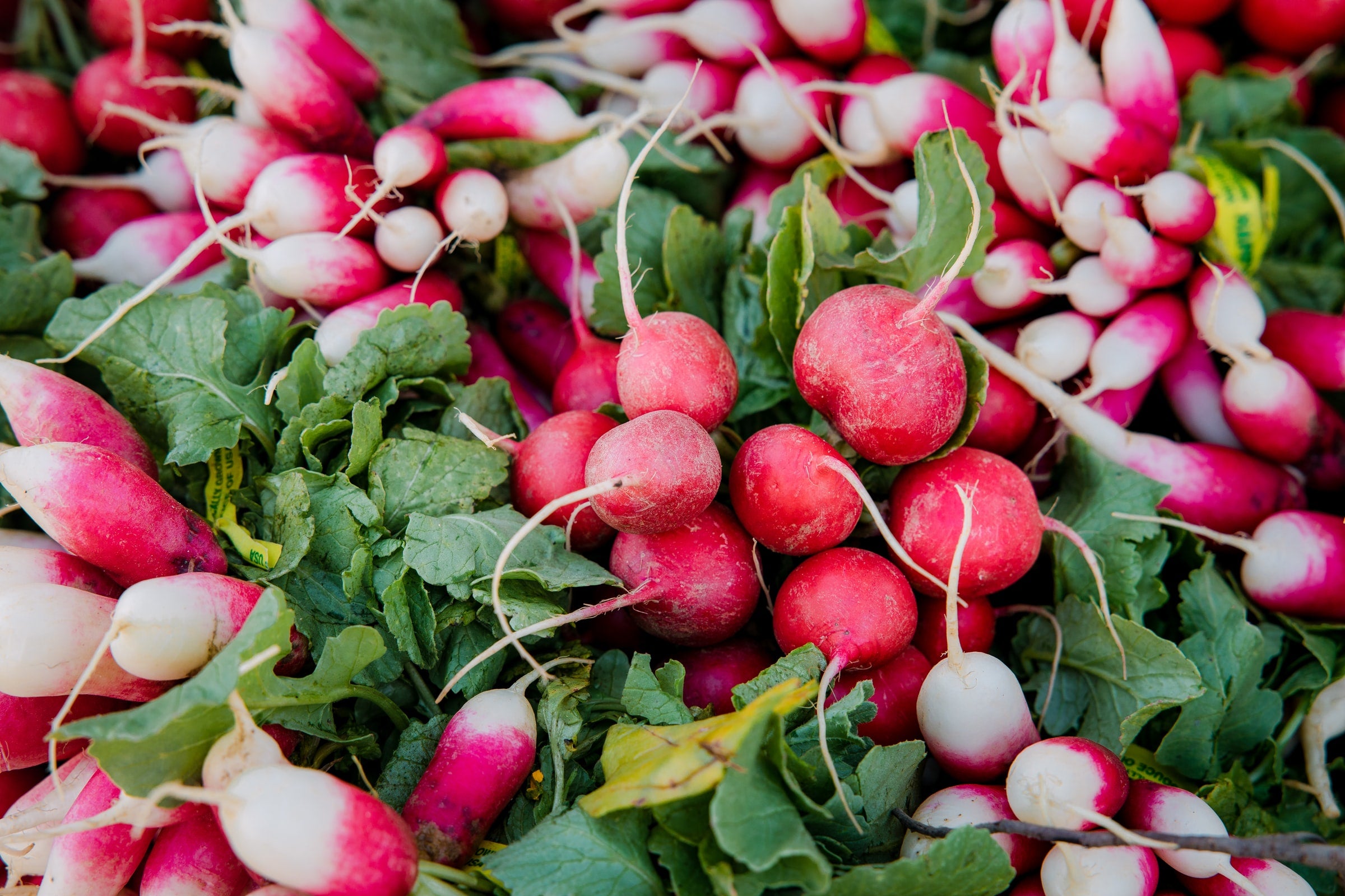 Radish Seeds