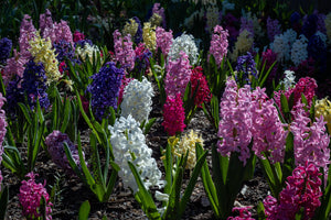 Multicolored hyacinths in a garden bed