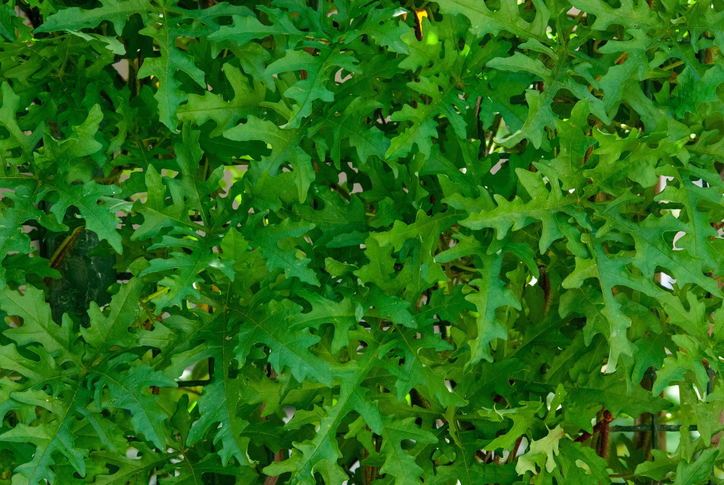 Arugula Seeds