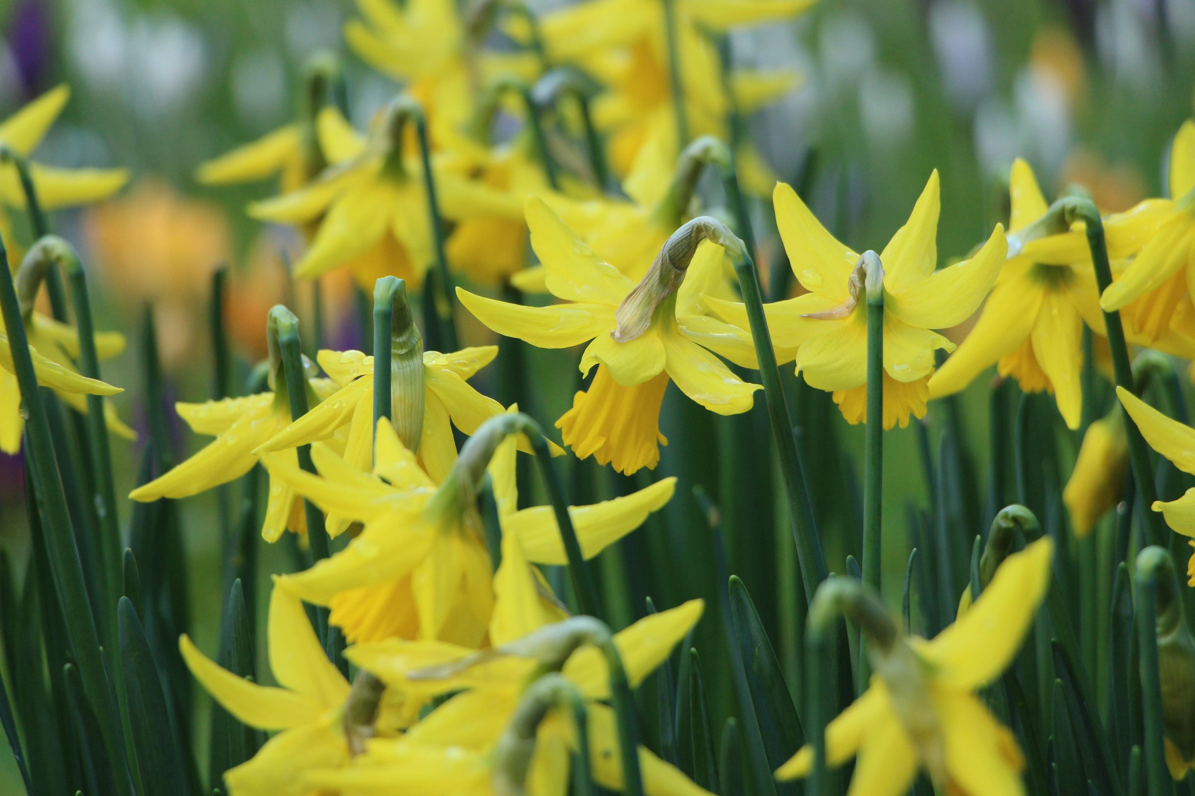 Daffodil flowers in a field