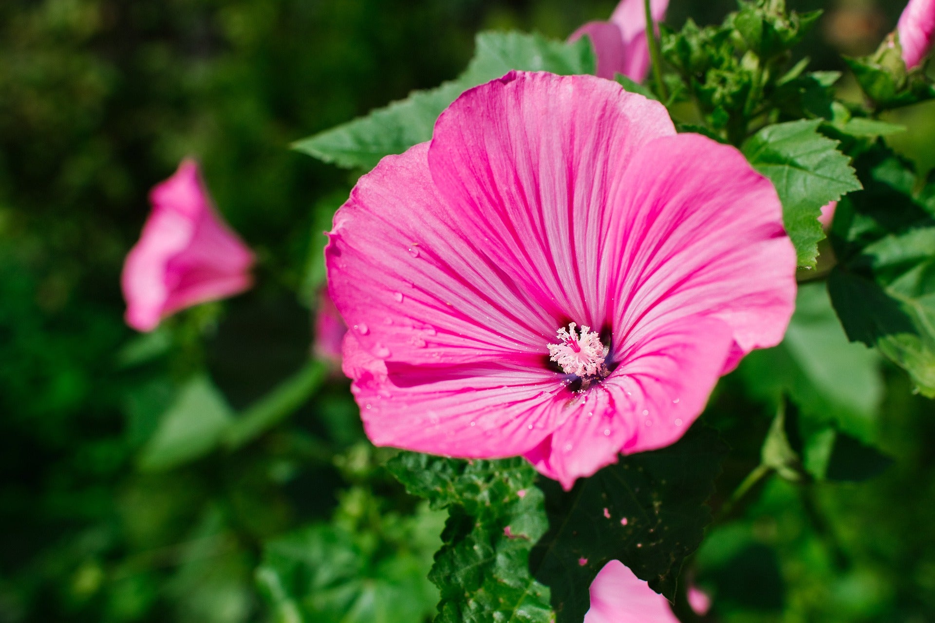 Lavatera Seeds