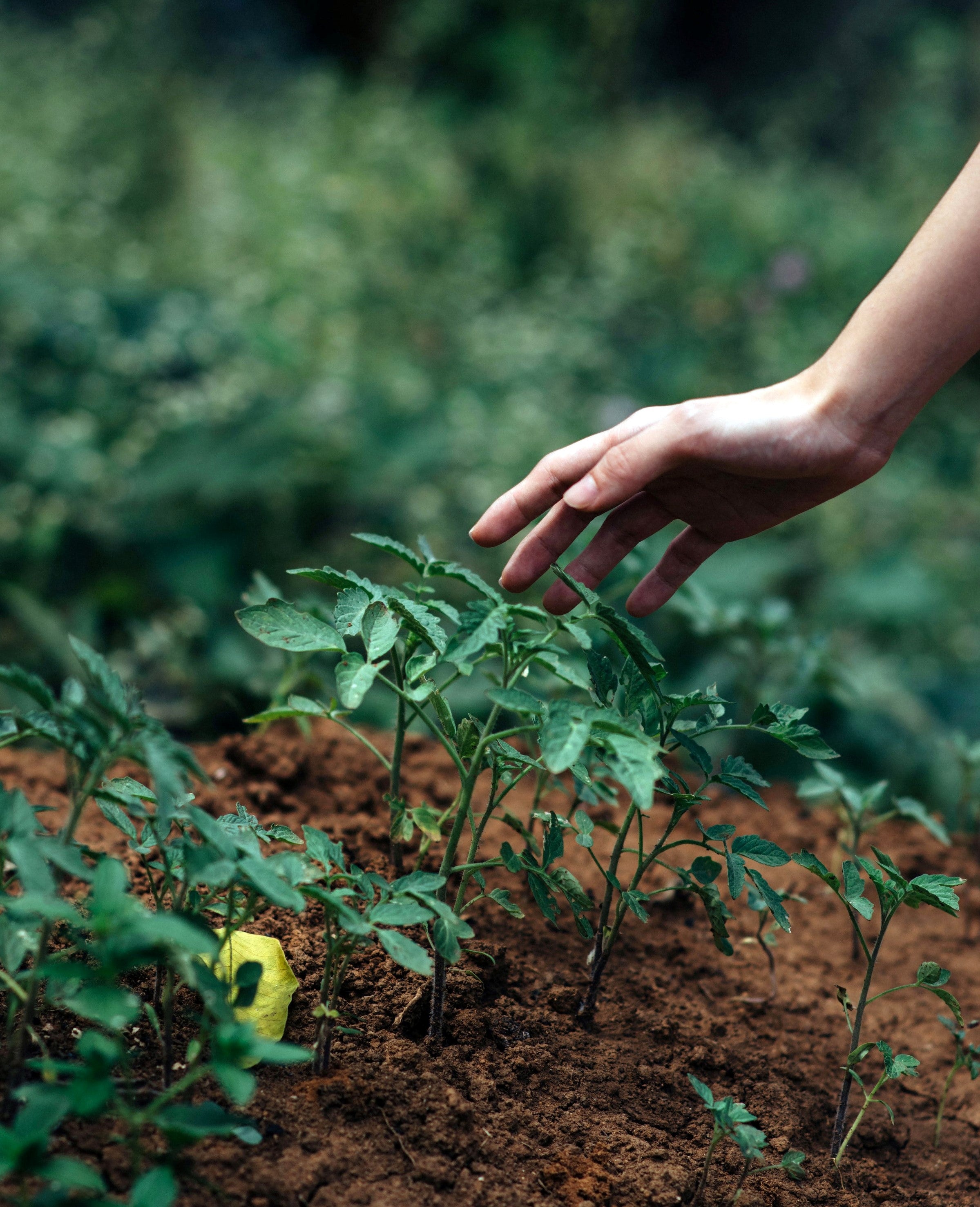 Organic Herb Seeds