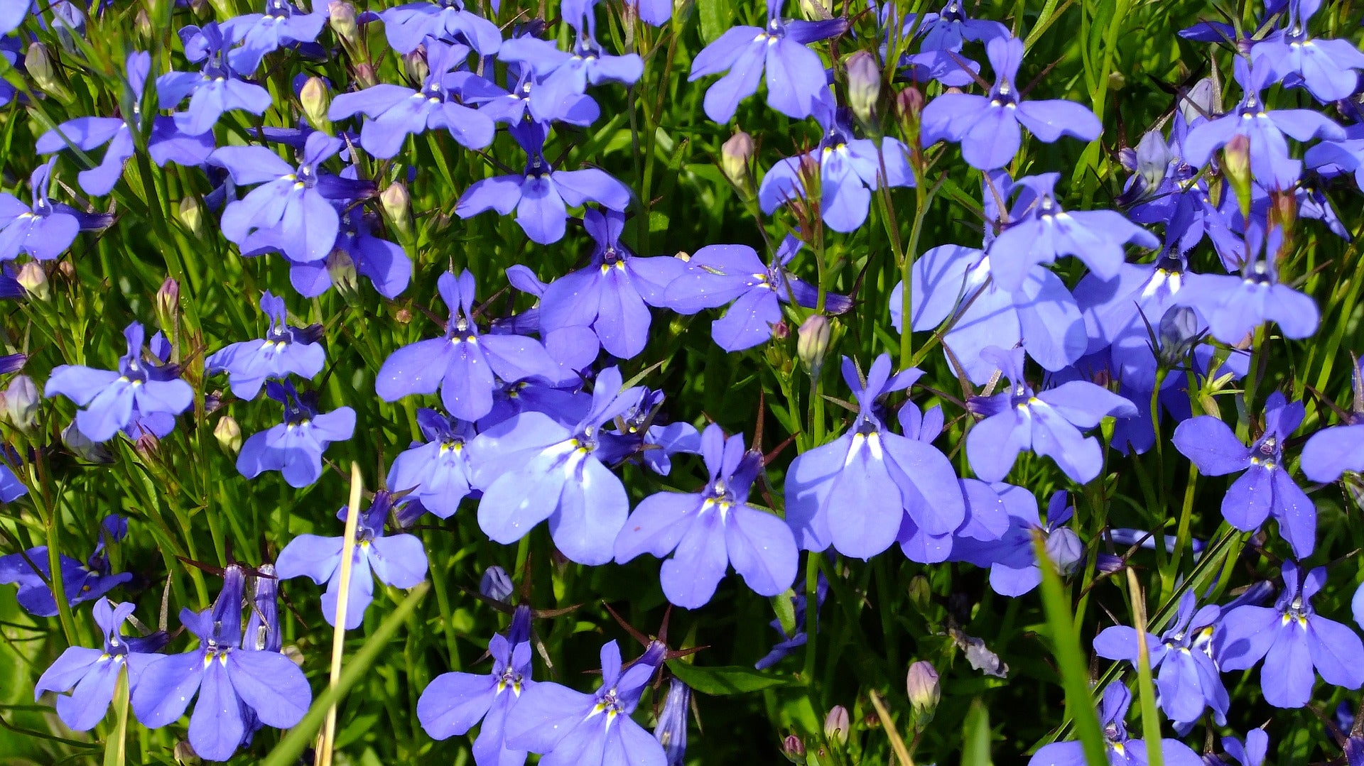 Lobelia Seeds