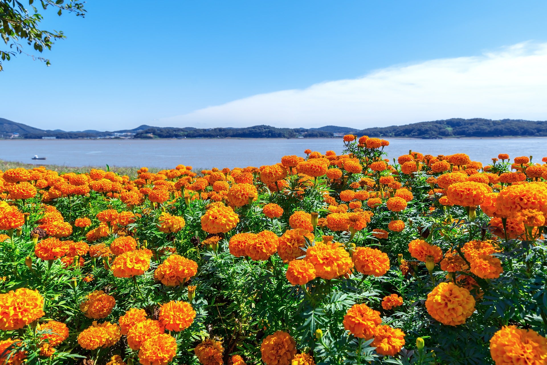 Marigold Seeds