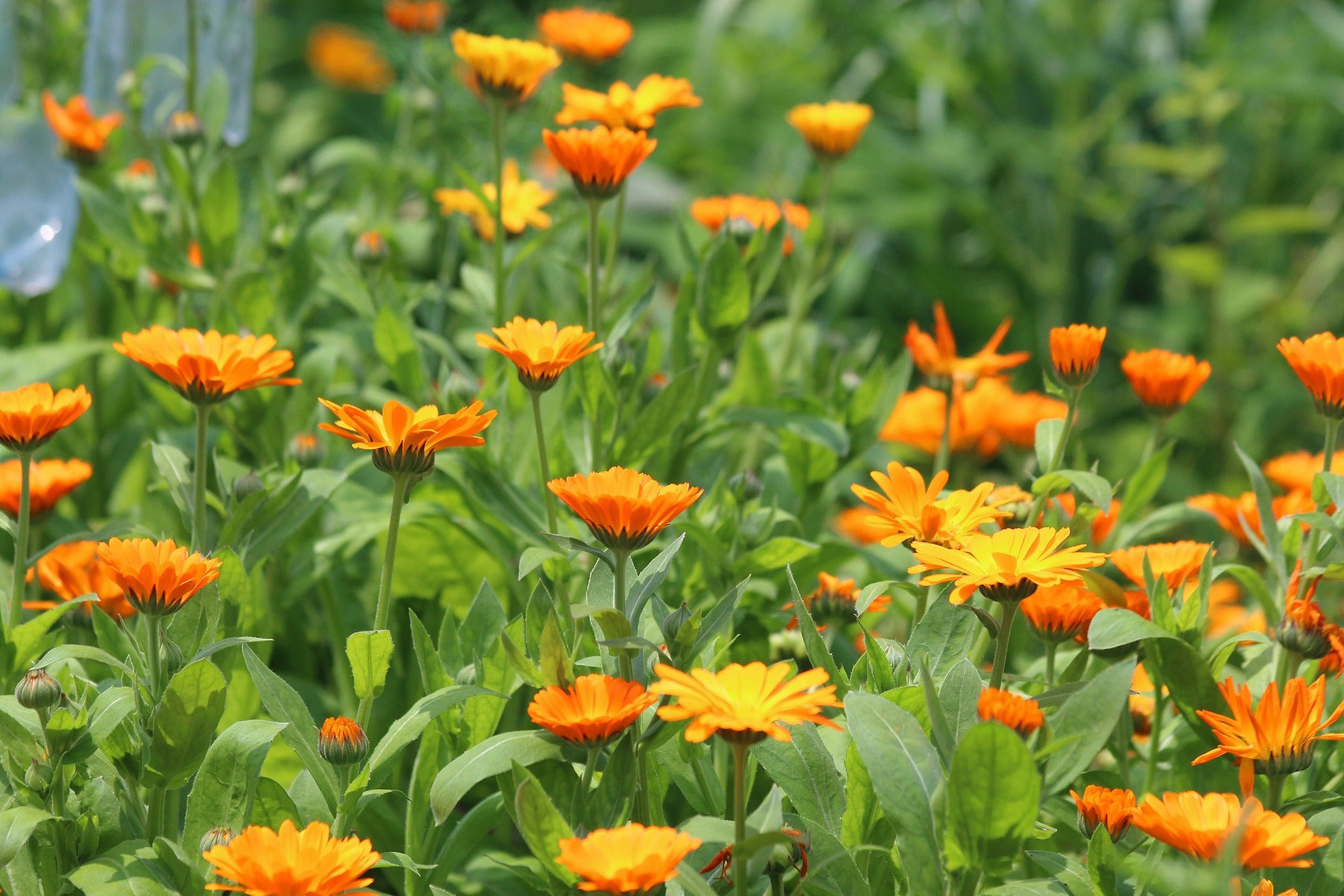 Calendula Seeds