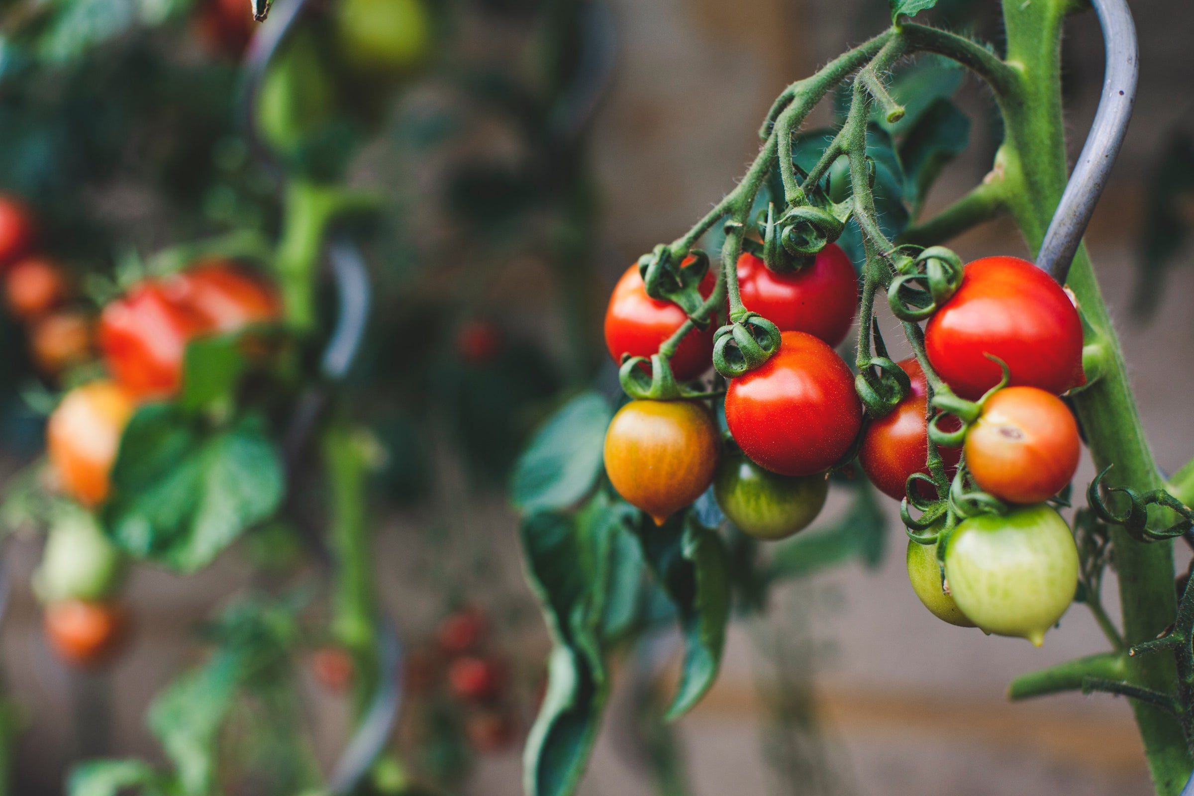 Tomato Seeds