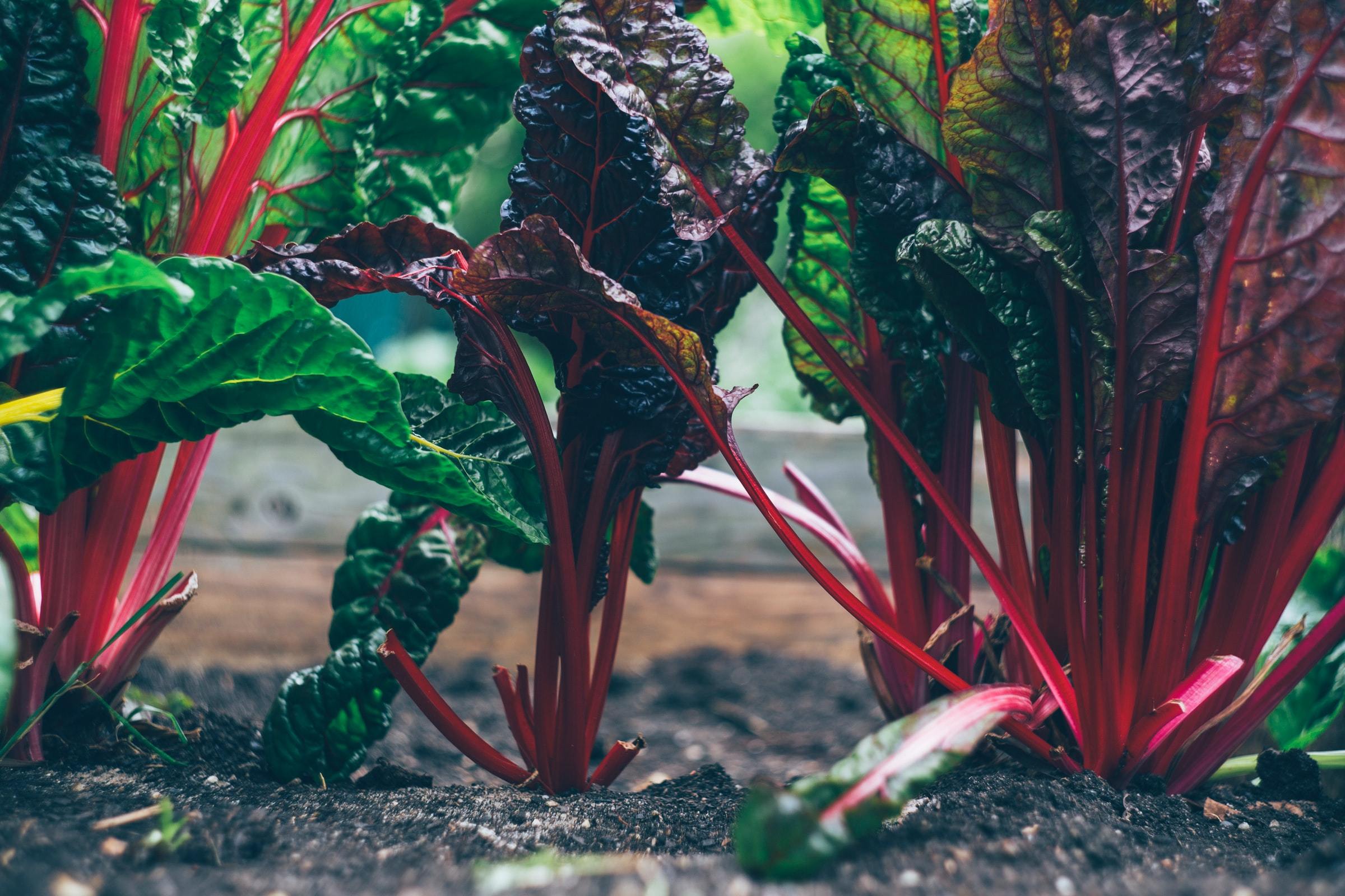 Swiss chard growing in a garden