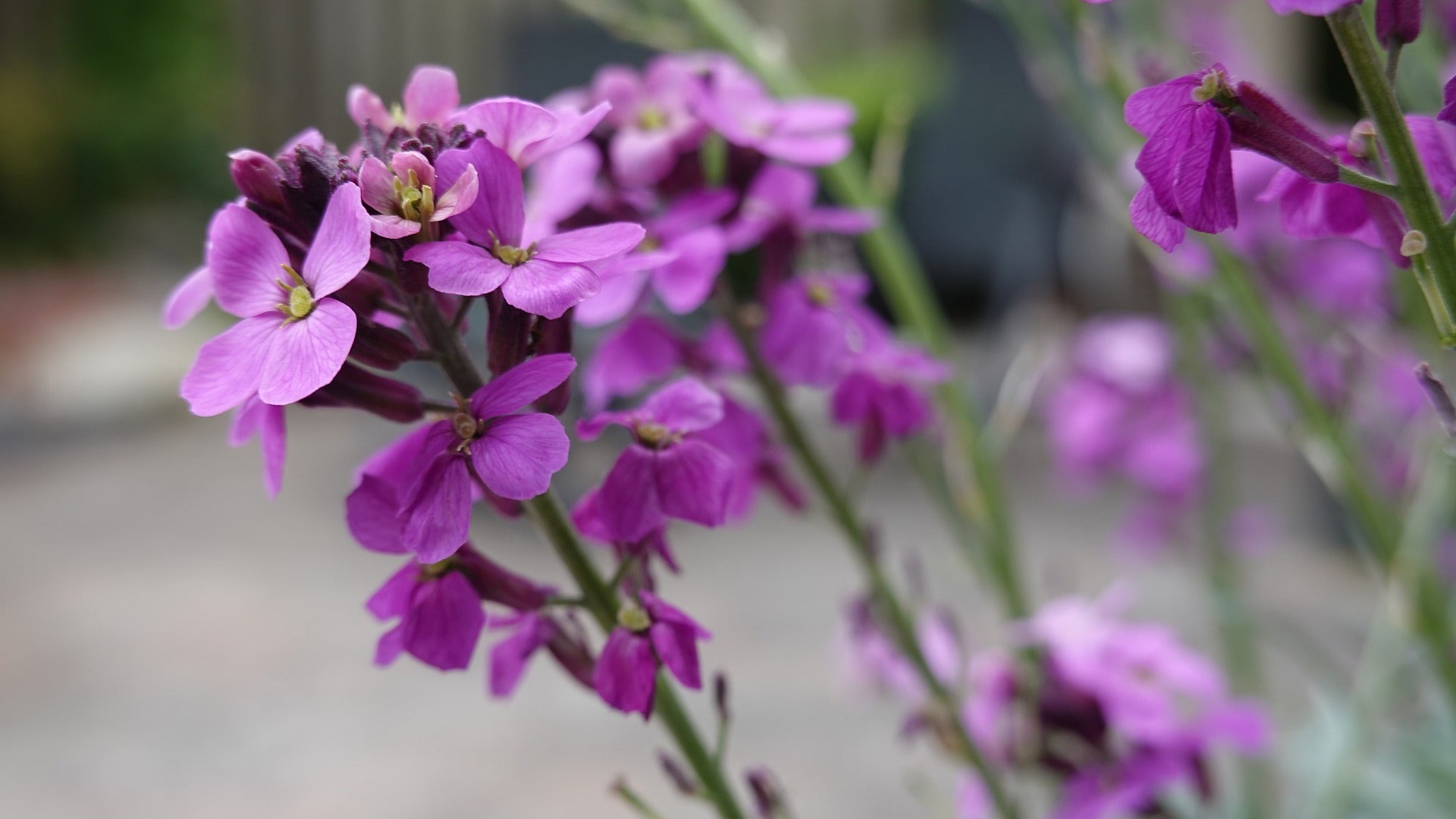 Matthiola Seeds (Stock)